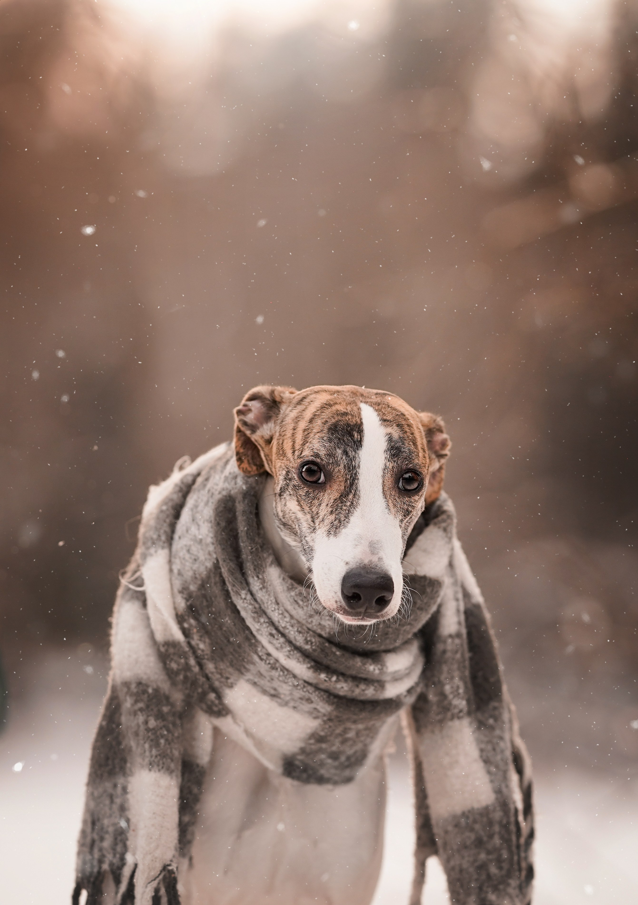 Даша Илья Вениамина и Мэдиссон. Фотограф-анималист в Санкт-Петербурге Яна Мартынова
