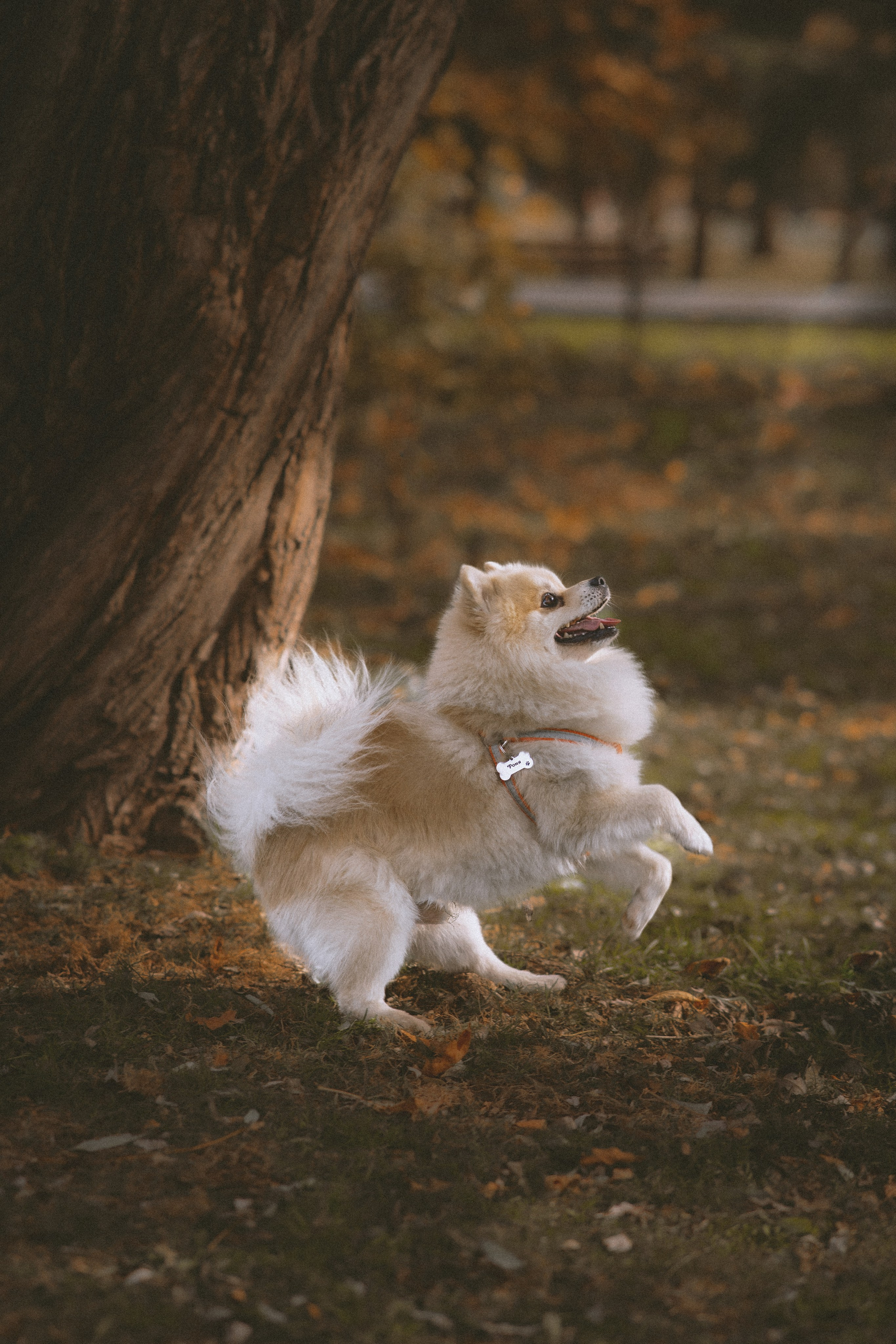 Дарья и ее шпиц Роня. Фотограф в Хабаровске — Виолетта Агафонова