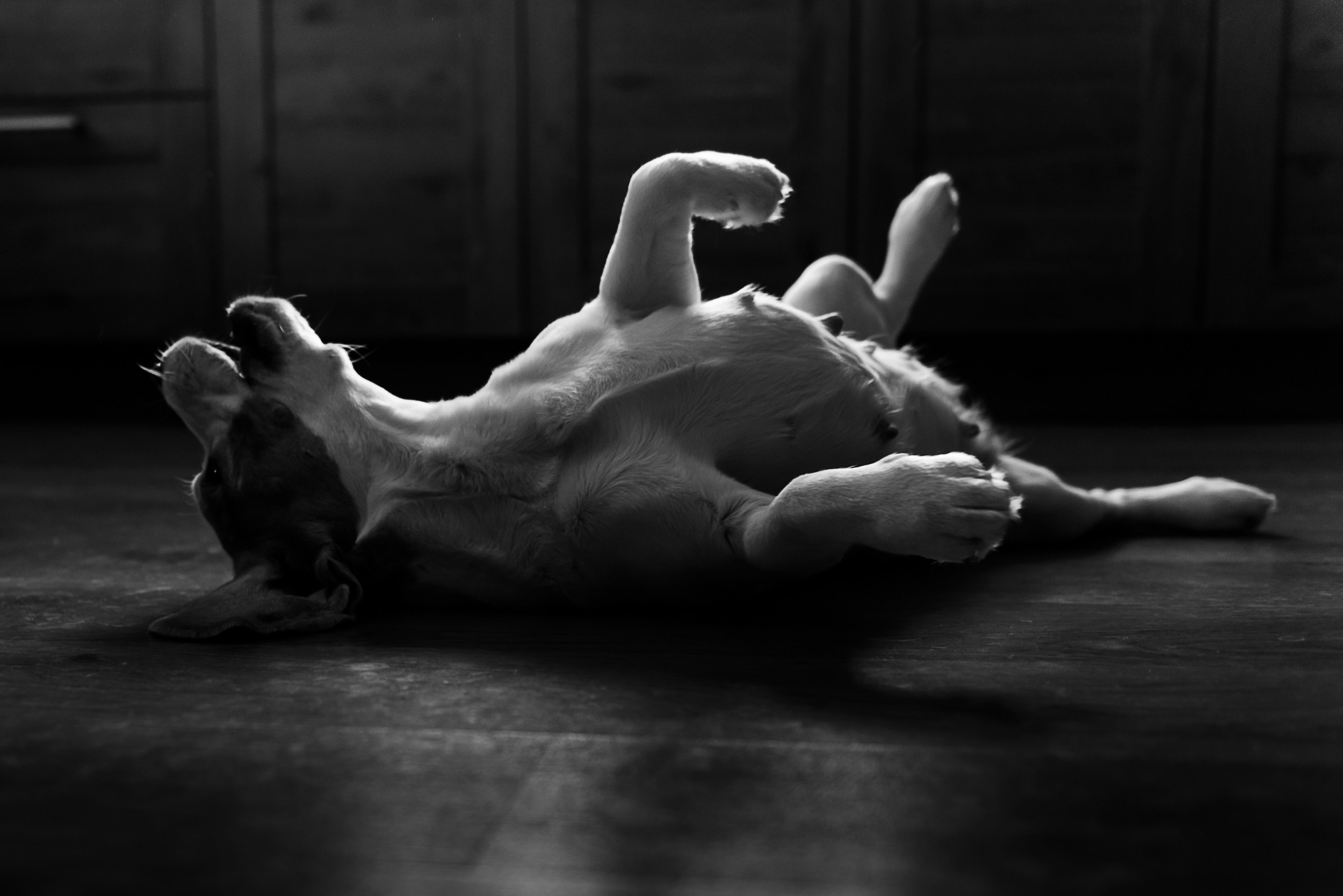 Оля, бигли и семья. Семейный Фотограф в Москве Ирина Хохлова