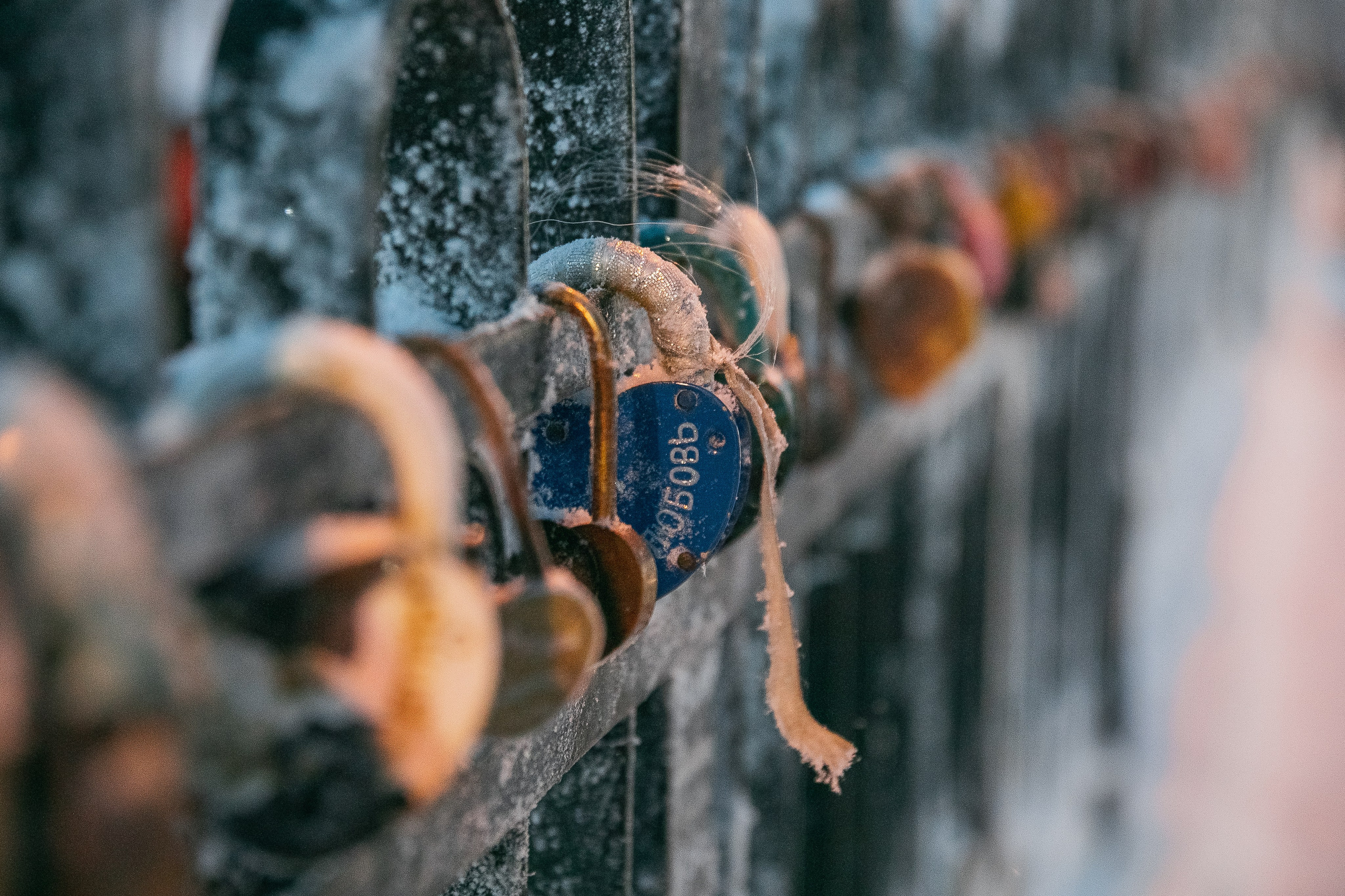 Планета. Фотограф FOTOBANKA