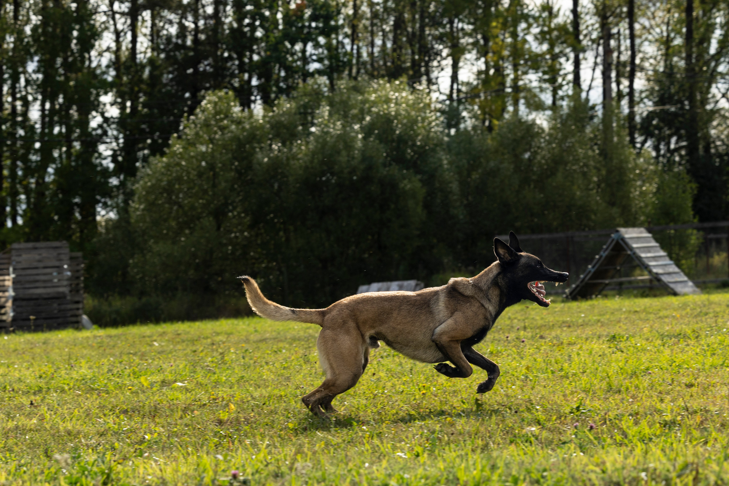 Испытания по Мондьорингу г. Пушкин. Фотограф-анималист Анна Маринич