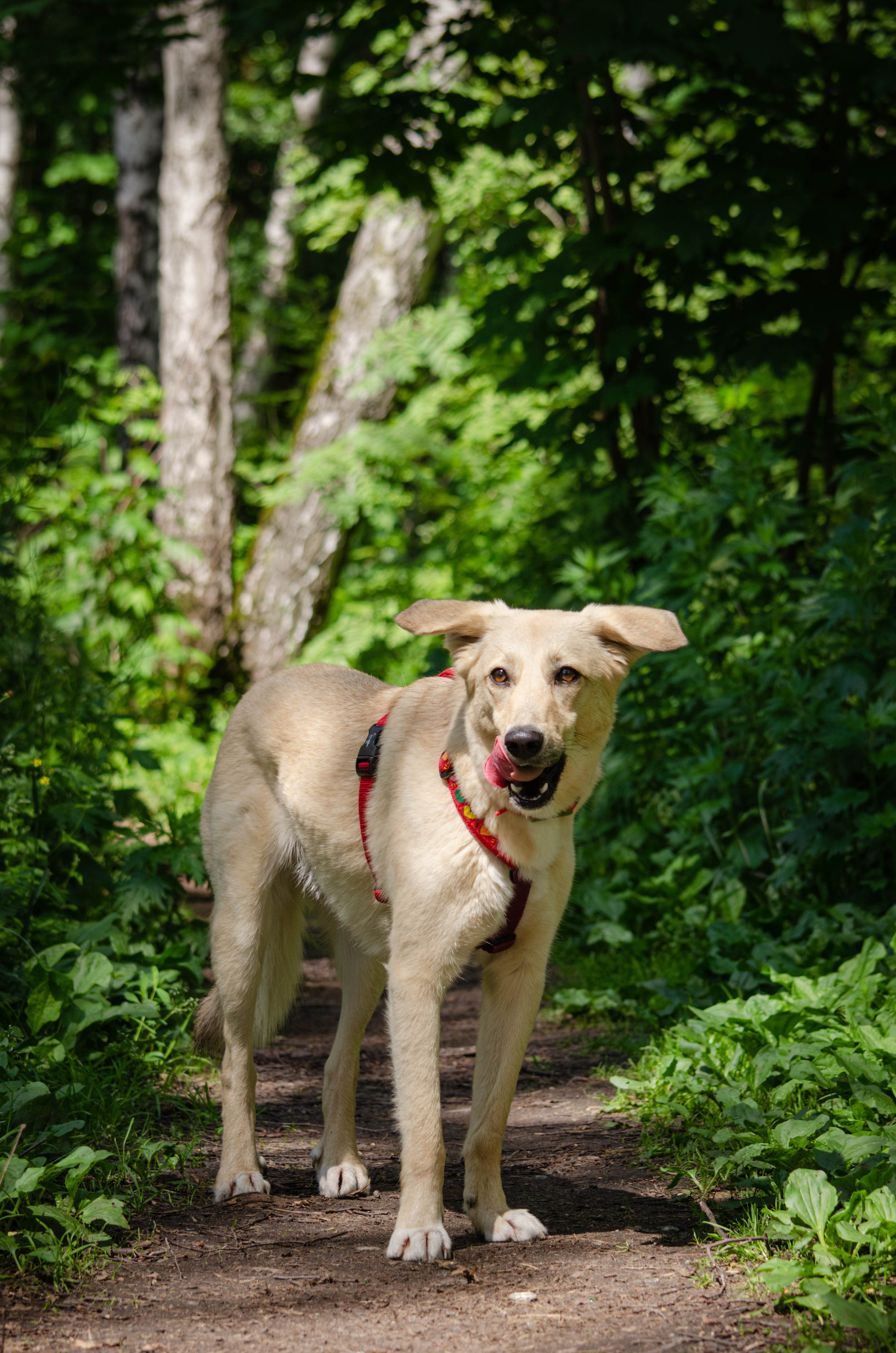 Мира и Барон. Фотограф Светлана Блинова, Москва и Московская область