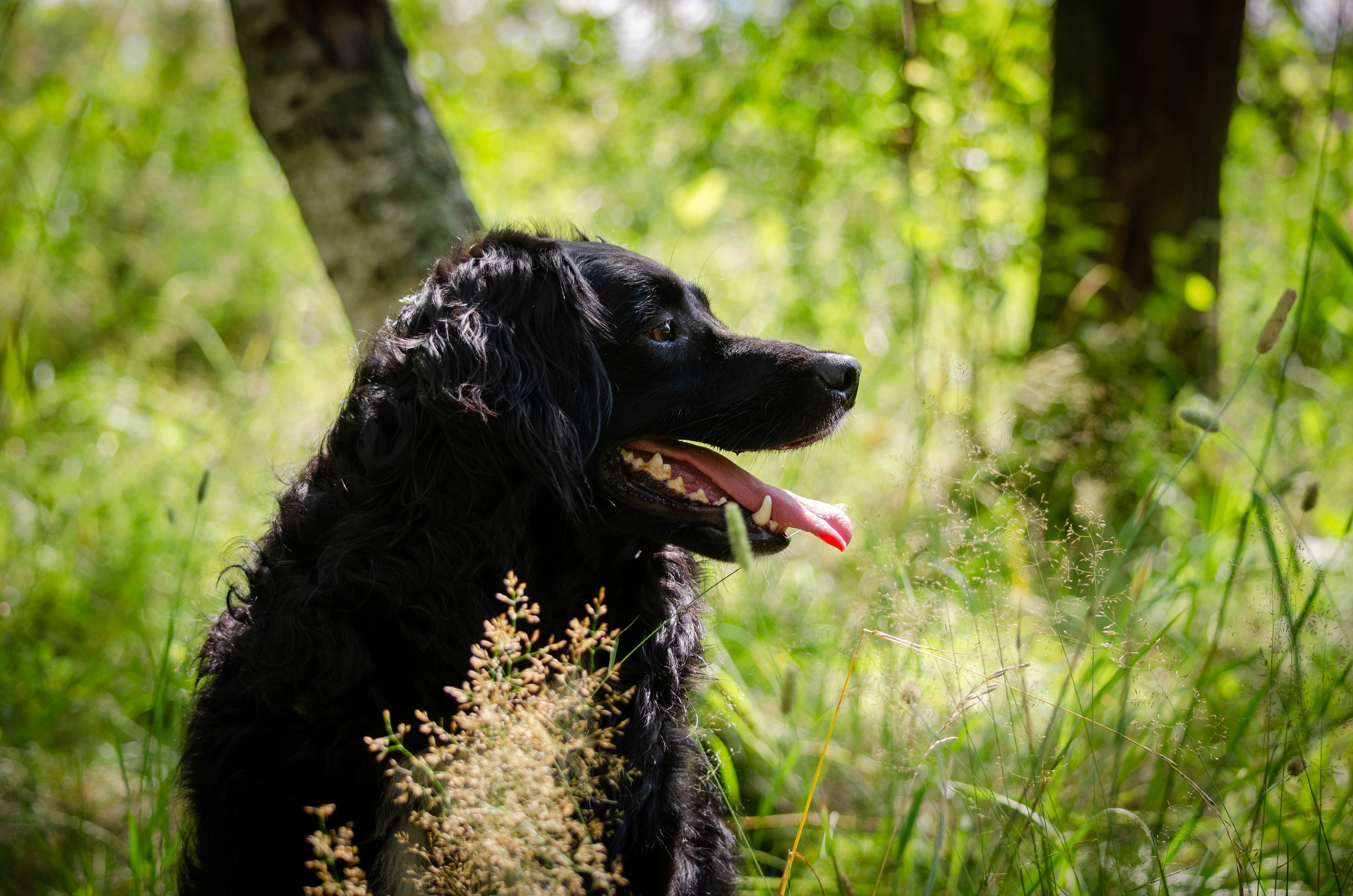 Том и Тося. Фотограф Светлана Блинова, Москва и Московская область