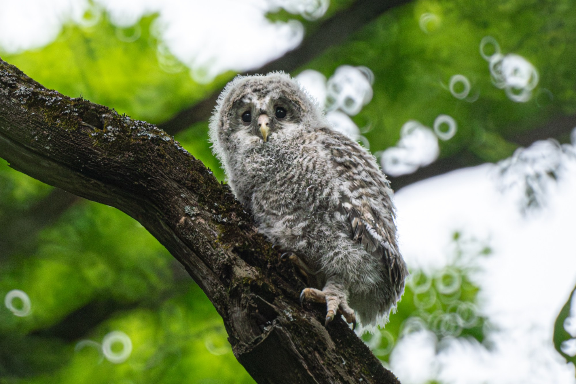 Удивительные мир птиц. Вокруг нас столько прекрасного — присмотритесь!. Ваш личный фотограф Марина Волкова