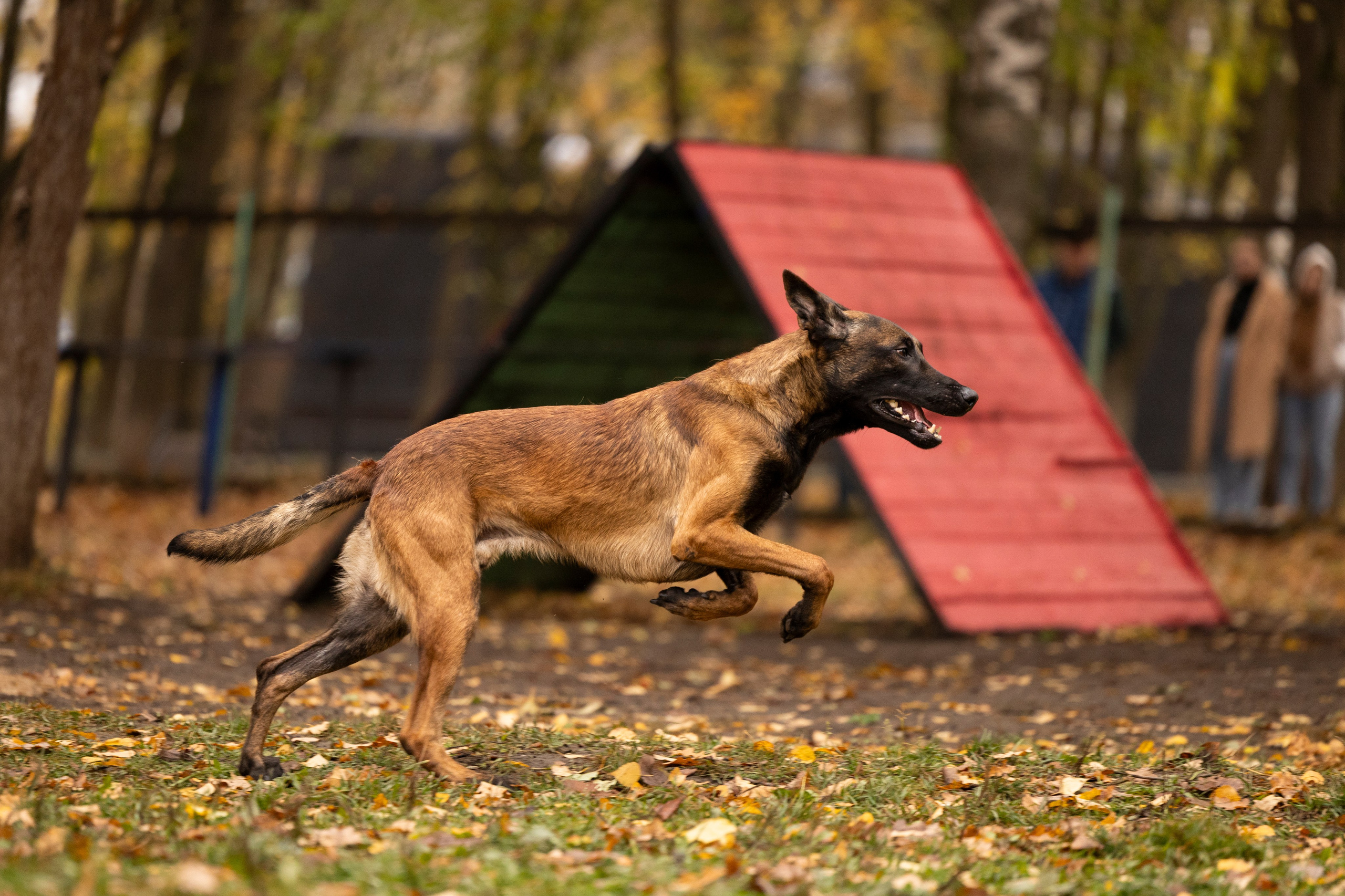 Соревнования по Мондьорингу г. Вологда. Фотограф-анималист Анна Маринич