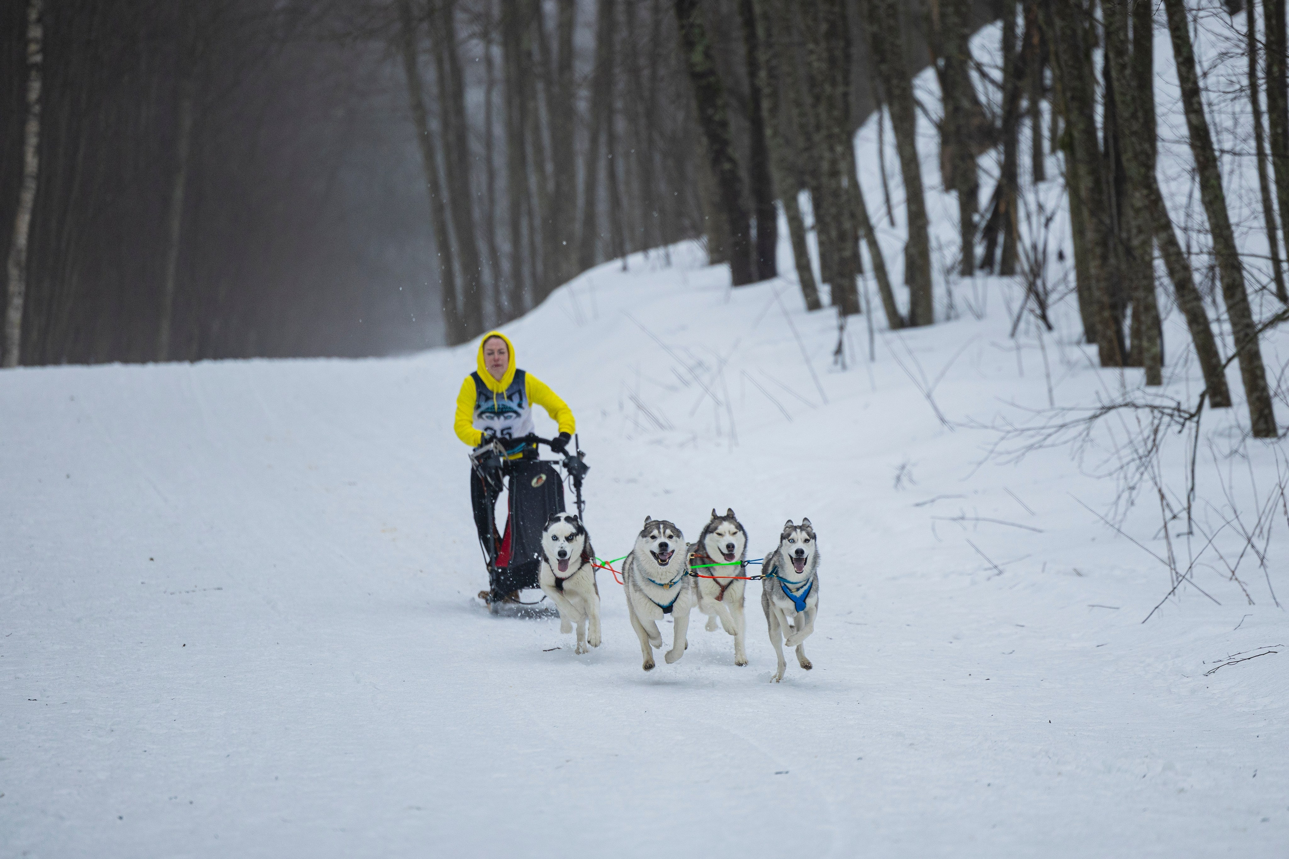 Зимний Чемпионат Санкт-Петербурга по ездовому спорту. Фотограф-анималист Анна Маринич