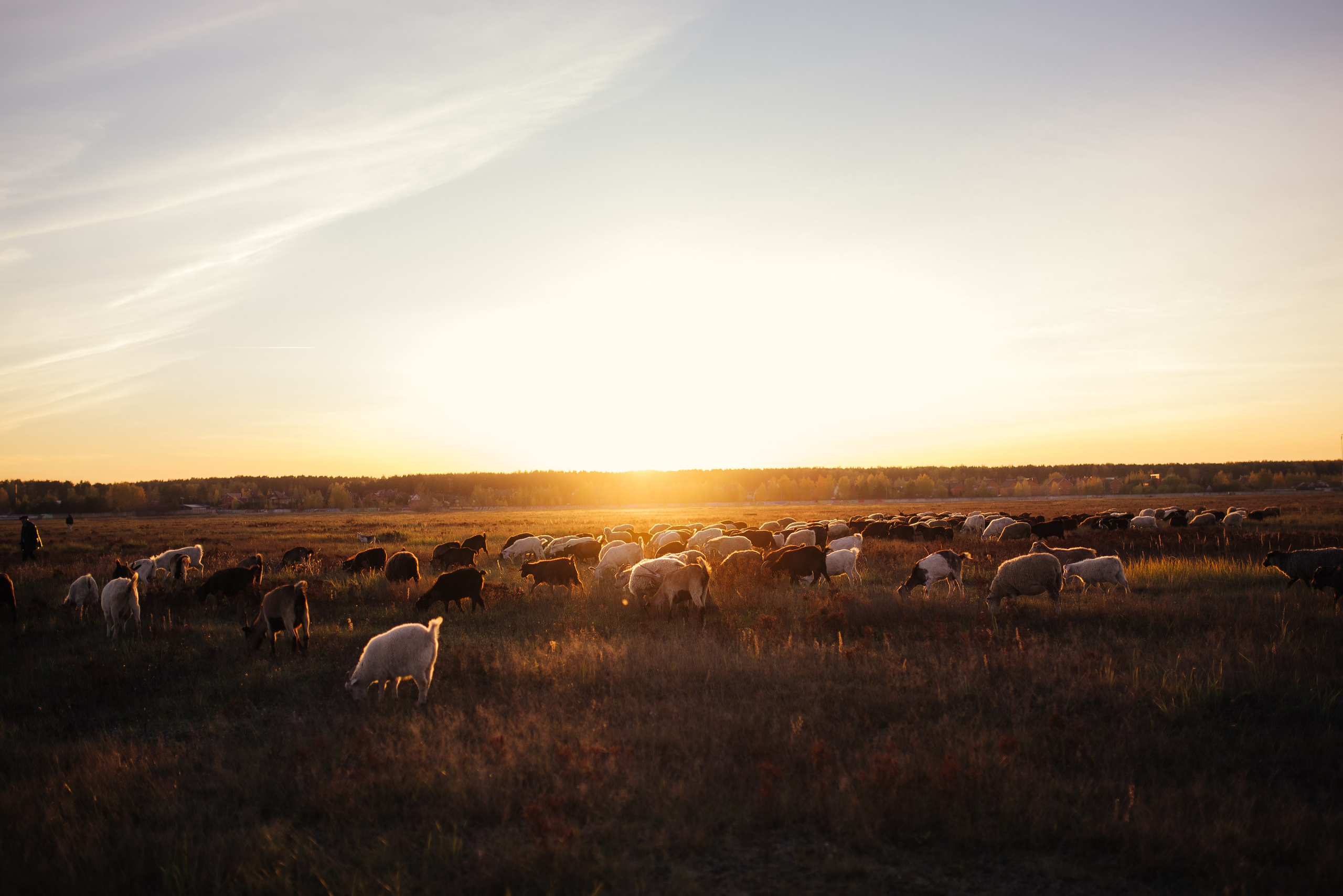 Семейный и детский фотограф в Щелково Алена Дробот