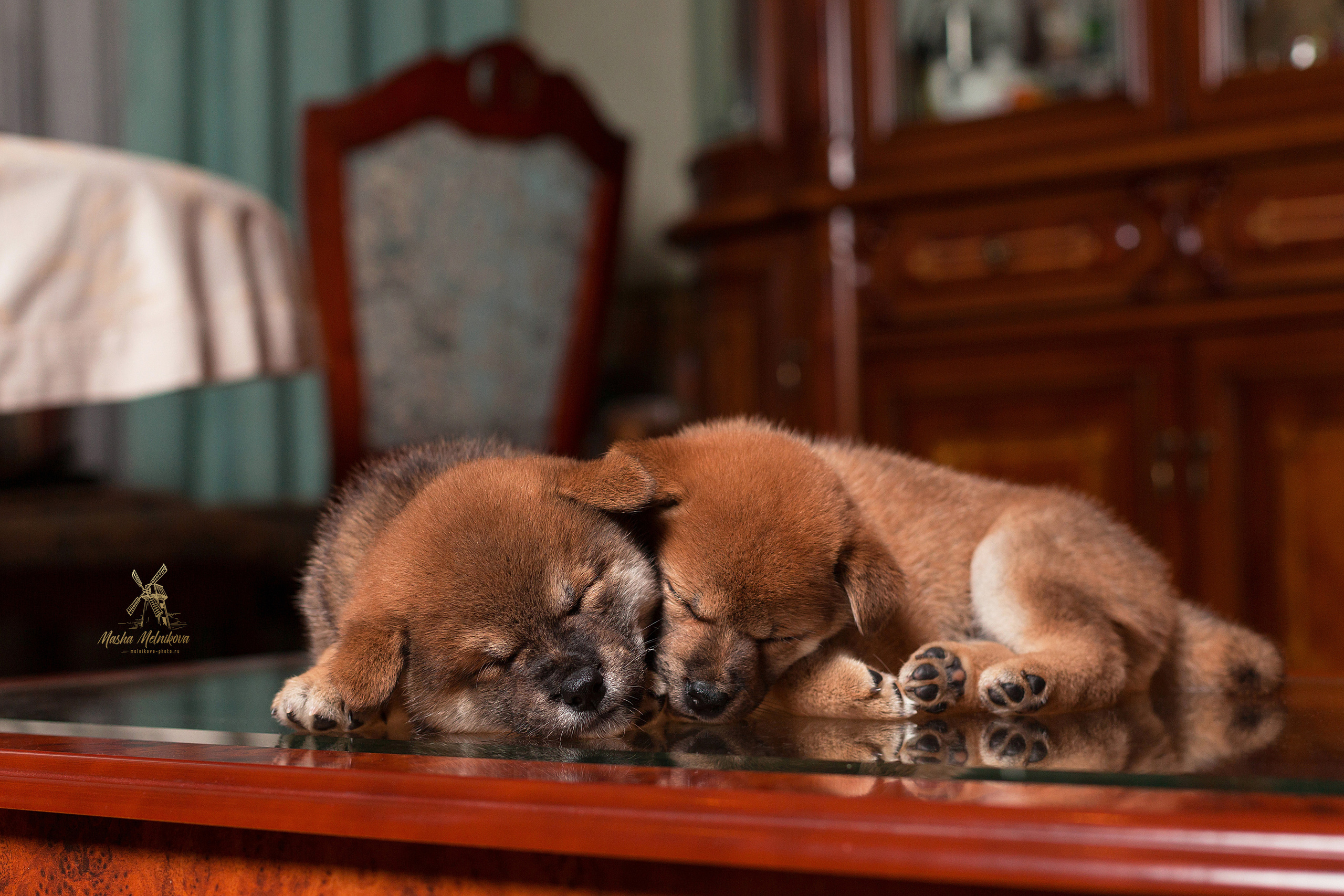 Фотосъёмка щенков. Фотограф-анималист в Краснодаре Маша Мельникова