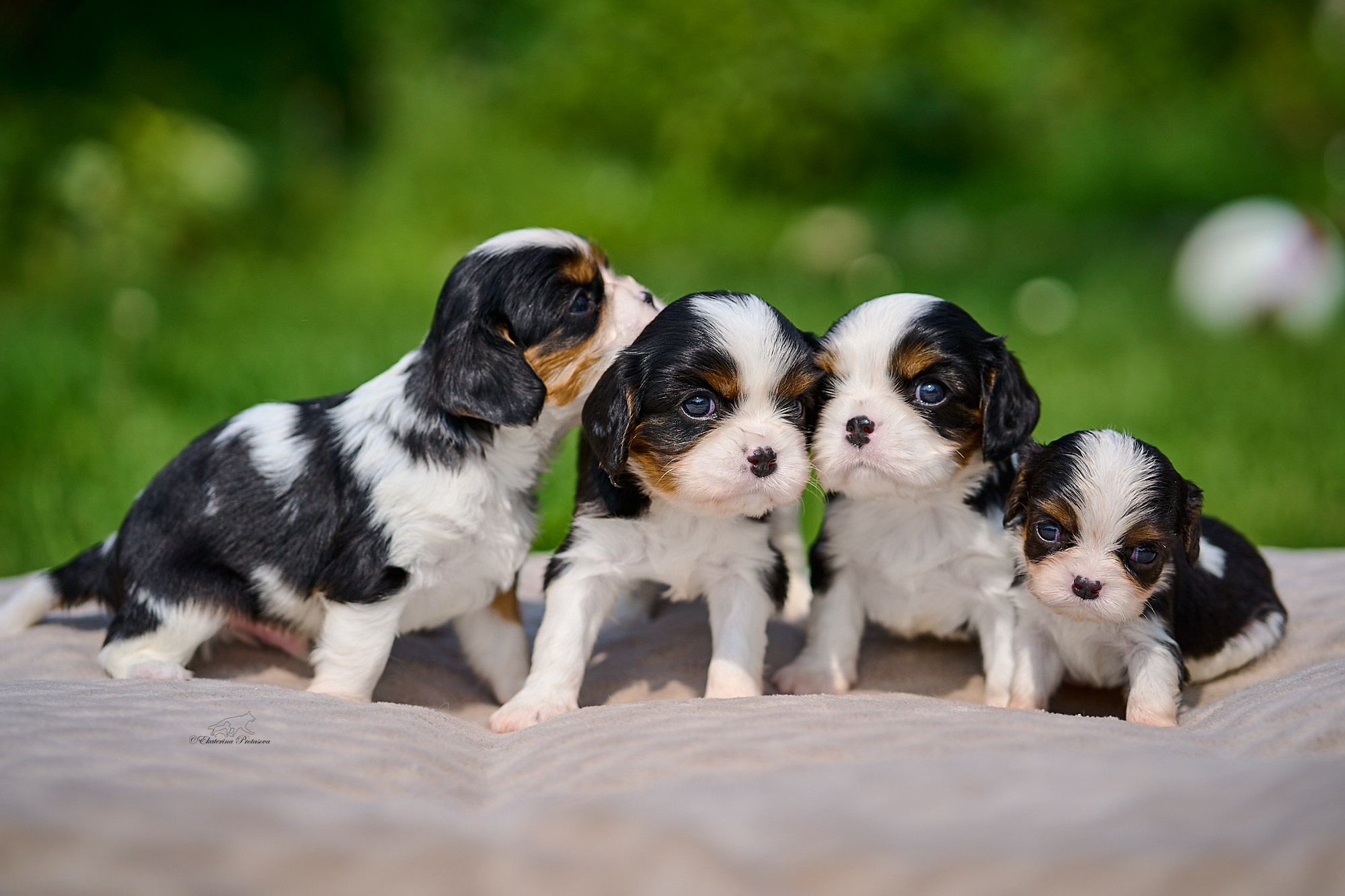 Щенки ККЧС 1 месяц. Фотограф-анималист в Иркутске