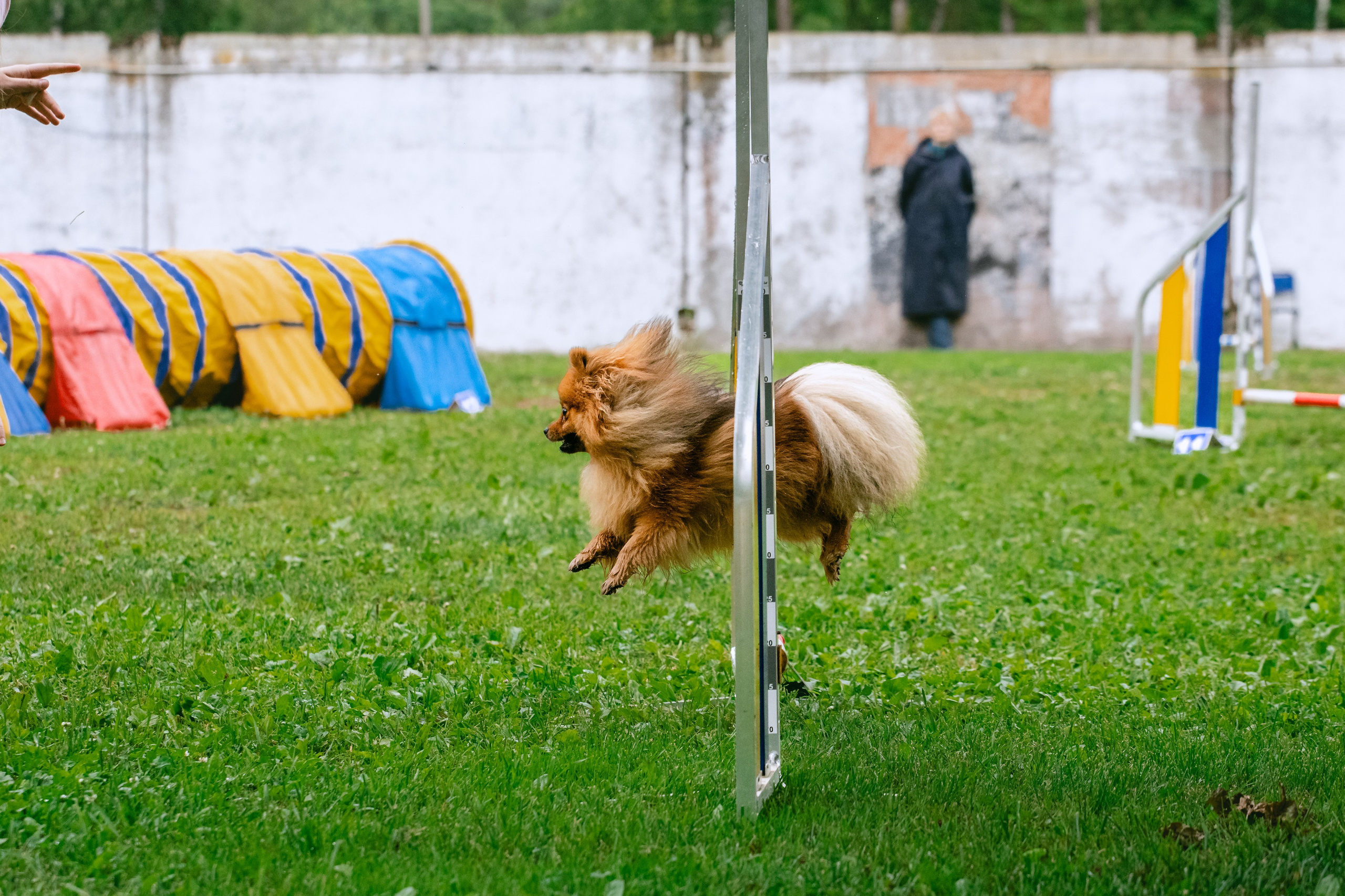 Соревнования по аджилити Долгопрудный 30.06.2025. Фотограф-анималист Татьяна Степанова