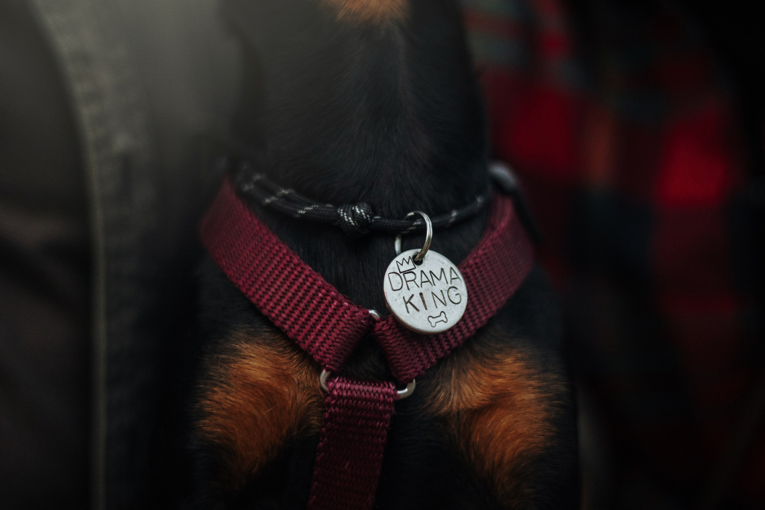 Сириус и его семья. Фотограф — Анималист | Санкт-Петербург