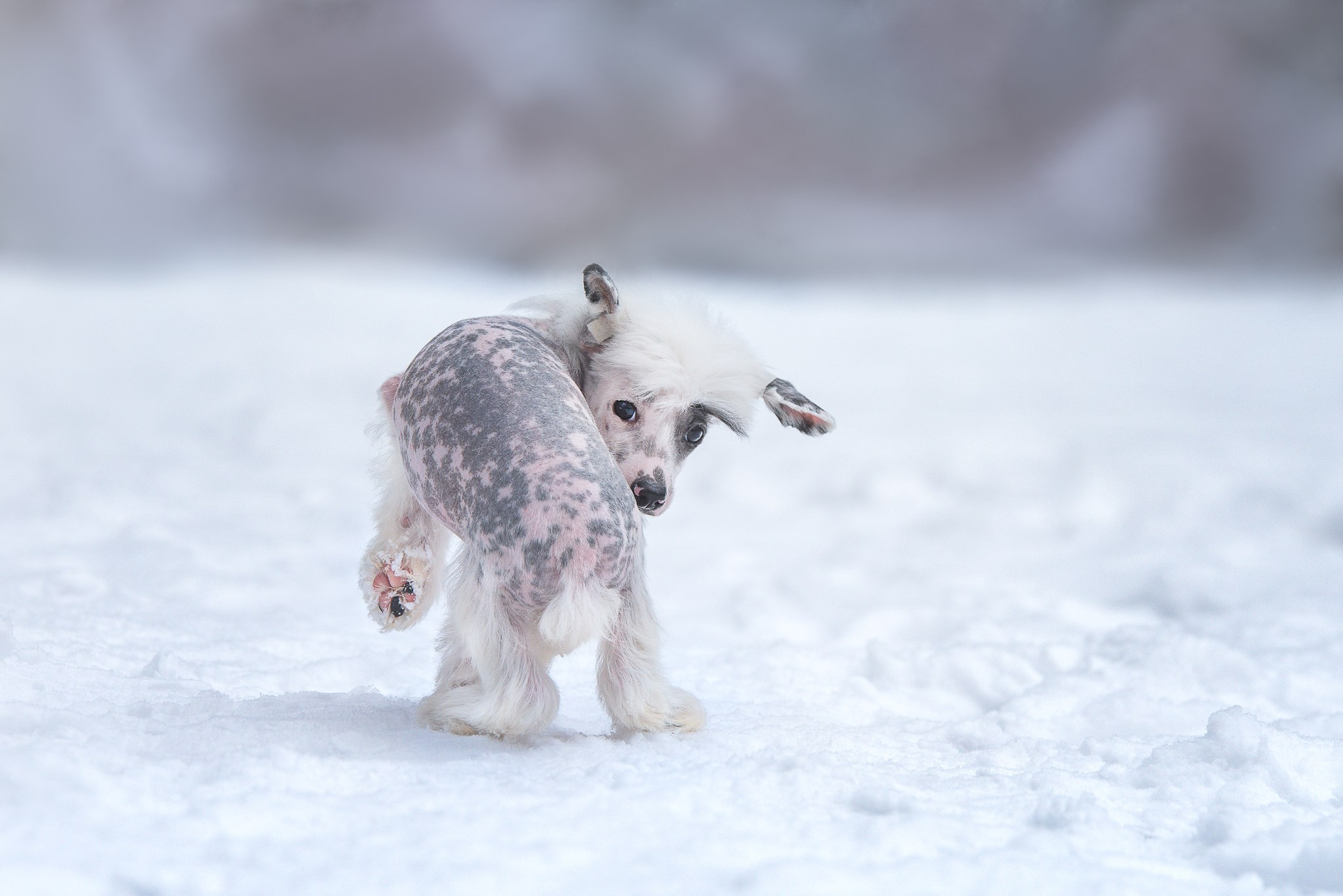 Обучение анималистической фотографии