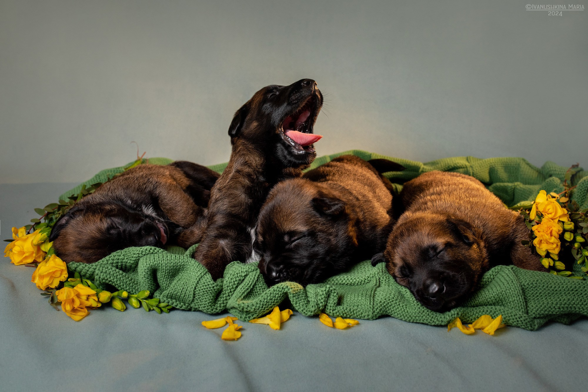 Ньюборн фотосессия щенков. Фотограф собак в Москве и Московской области Иванушкина Мария