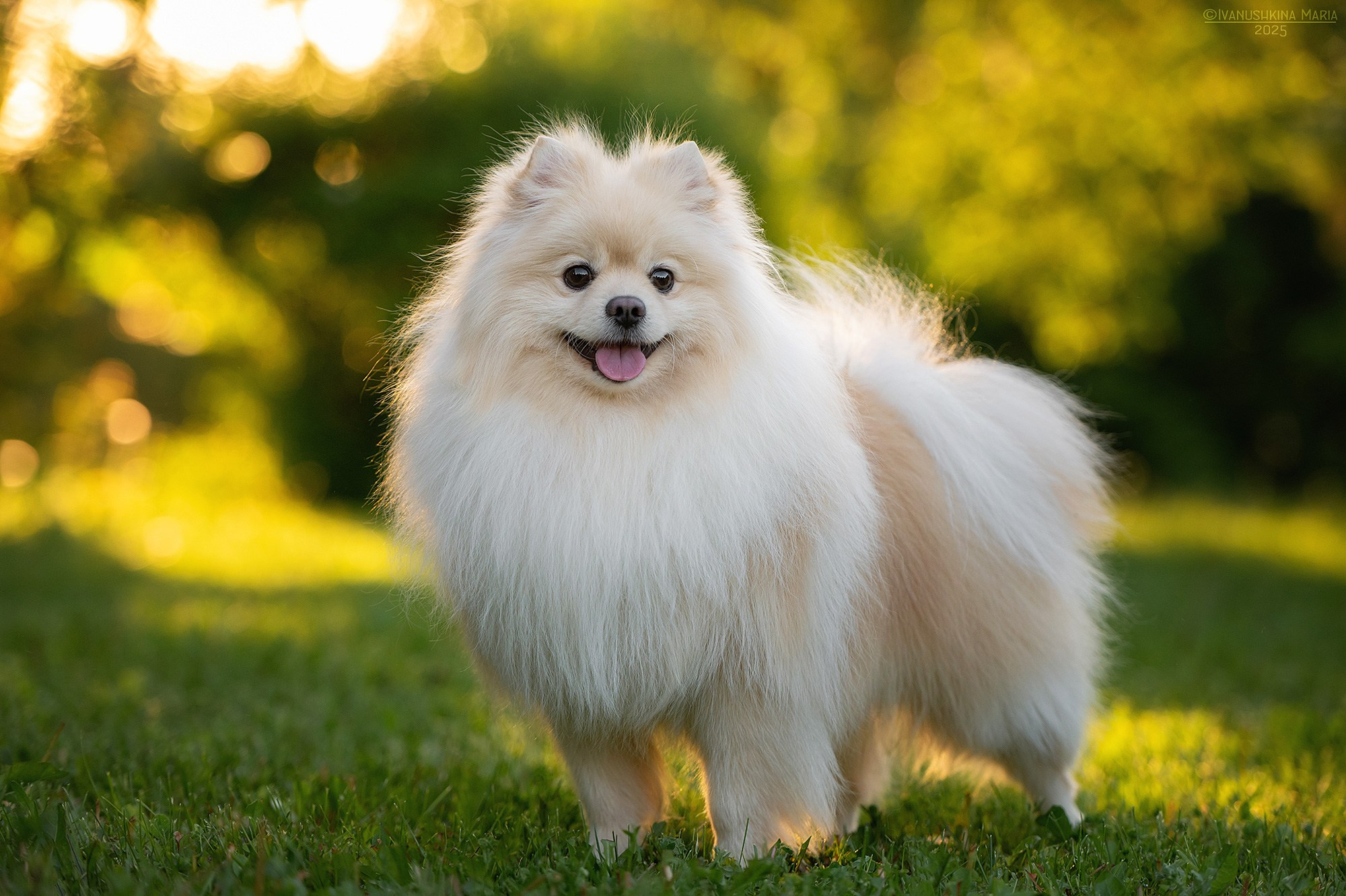 Фотограф-анималист. Фотограф собак в Москве и Московской области Иванушкина Мария
