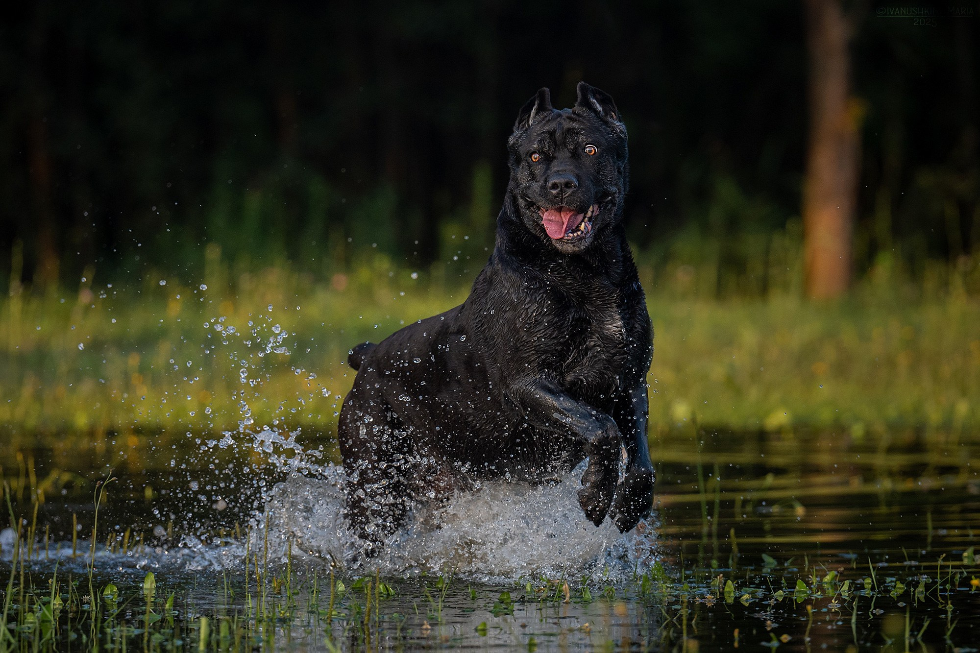 Фотограф-анималист. Фотограф собак в Москве и Московской области Иванушкина Мария