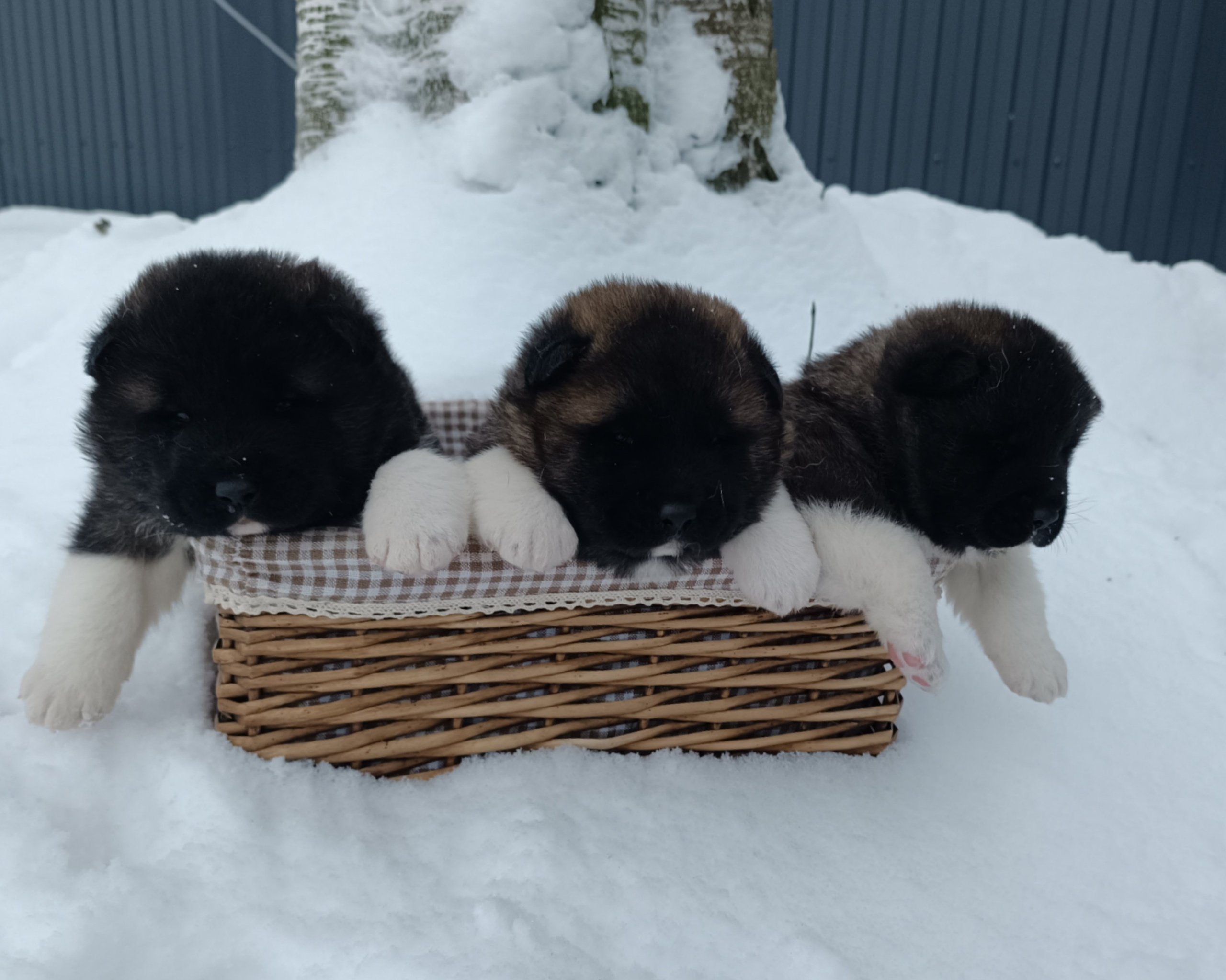 Американская акита  щенки питомник Санкт-Петербург клубные щенки Американская акита питомник RUBYLIGHT Рубилайт купить щенка американской акиты