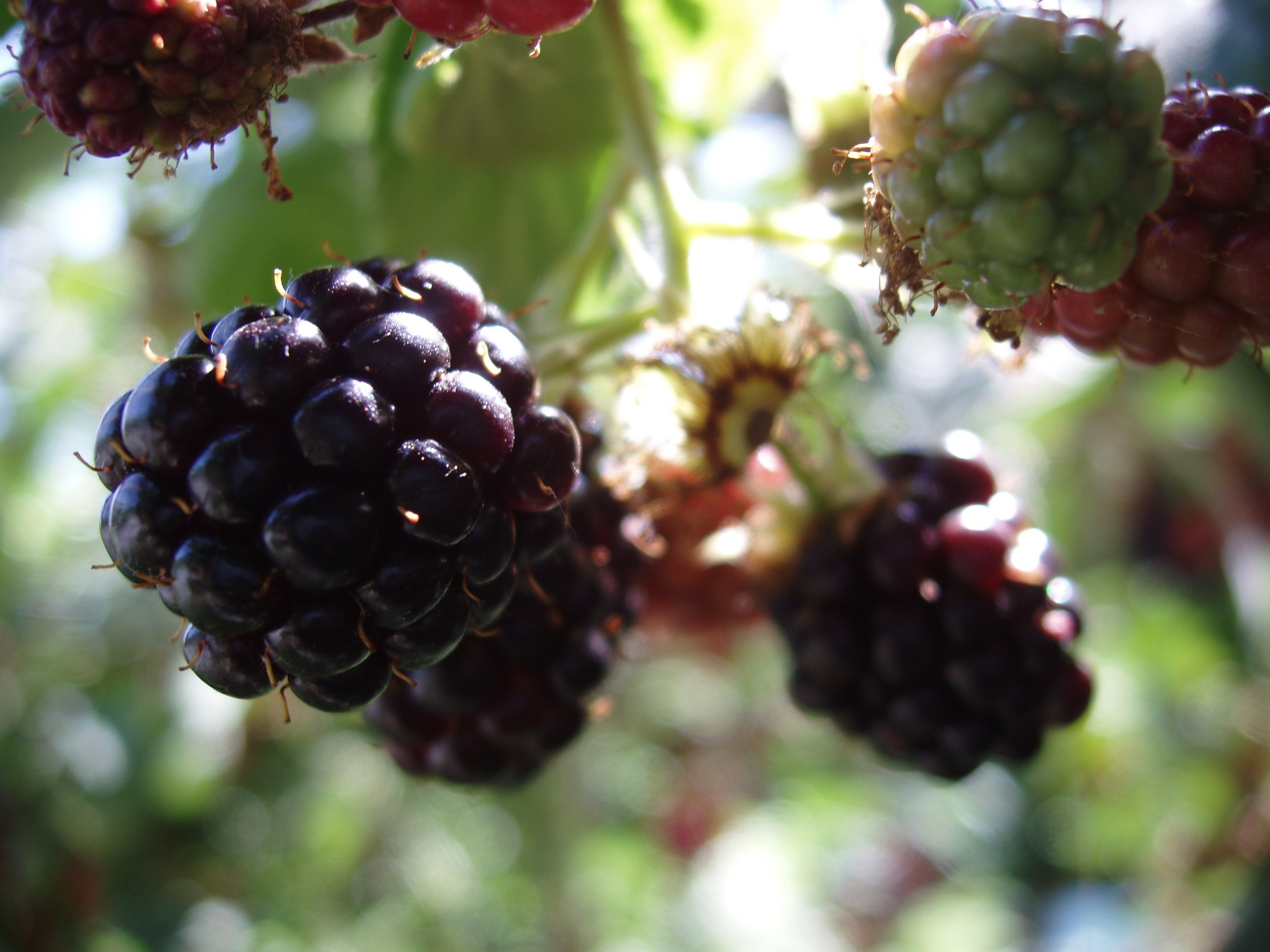 Отпуск 20.07-17.08. Семейный, Свадебный фотограф СПБ Питер— Романова Екатерина