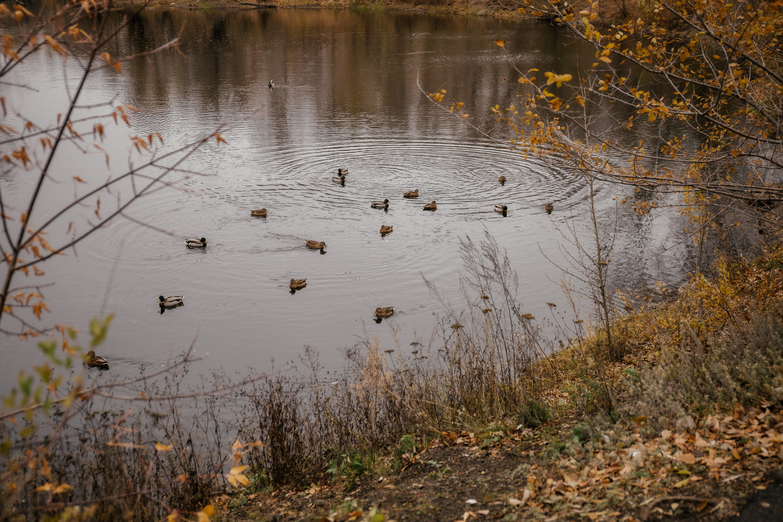 Иван и Ольга. Свадебный и женский фотограф