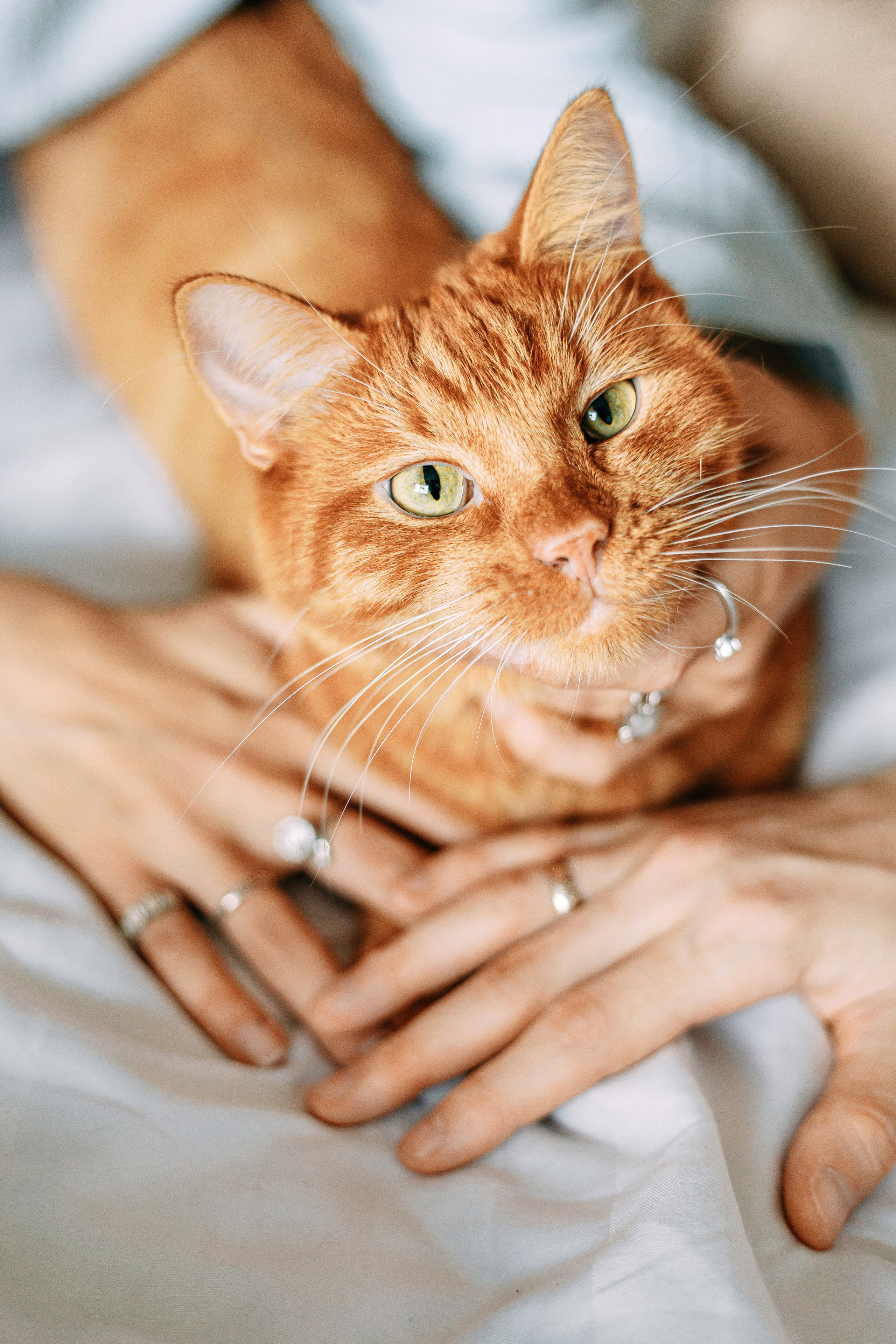 ИРА, САША И 5 КОШЕК