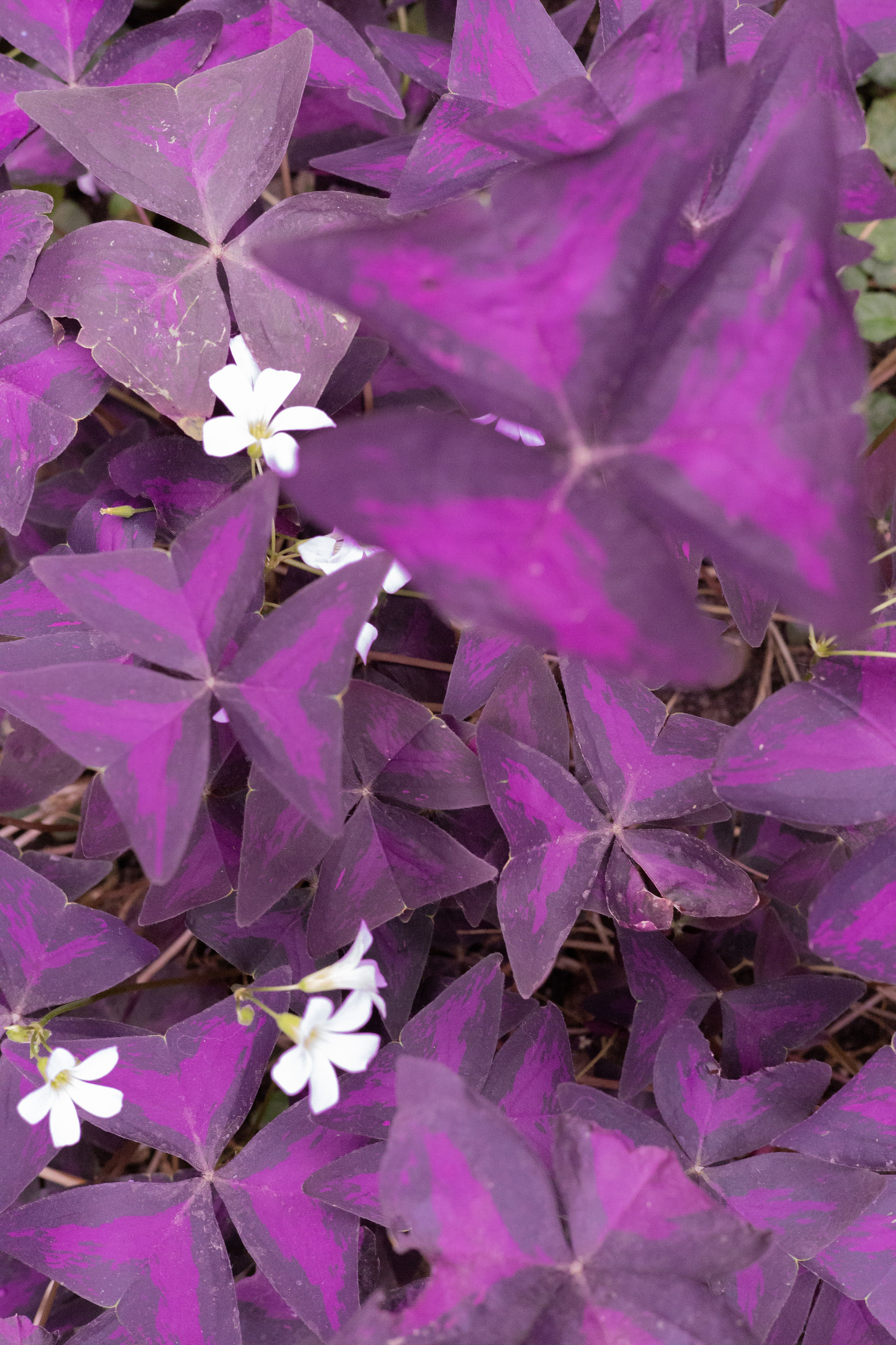 Secret Garden. ITMAG.ME | Visual Art