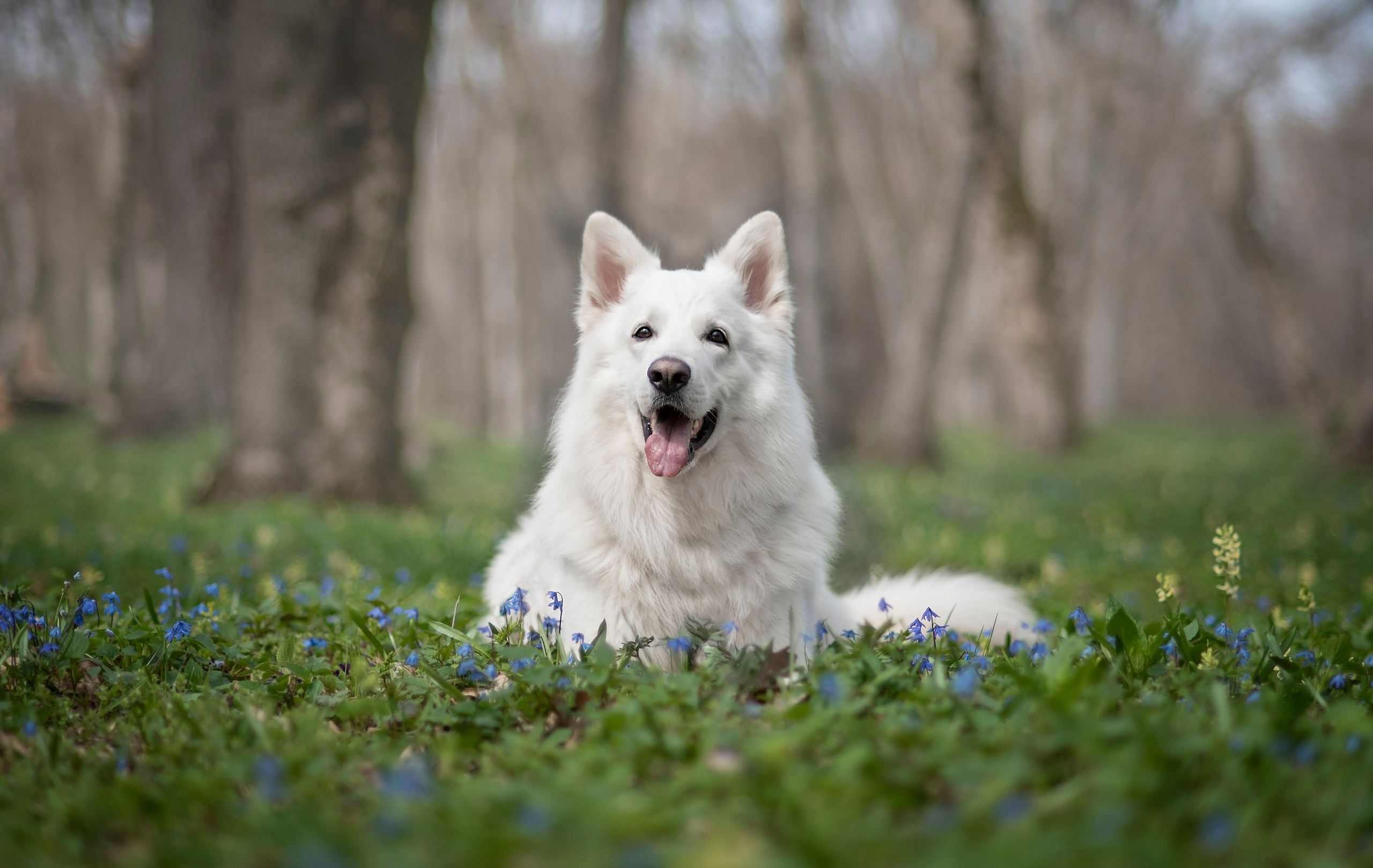 Каспер. Фотограф анималист Ставрополь Яна Кудлай