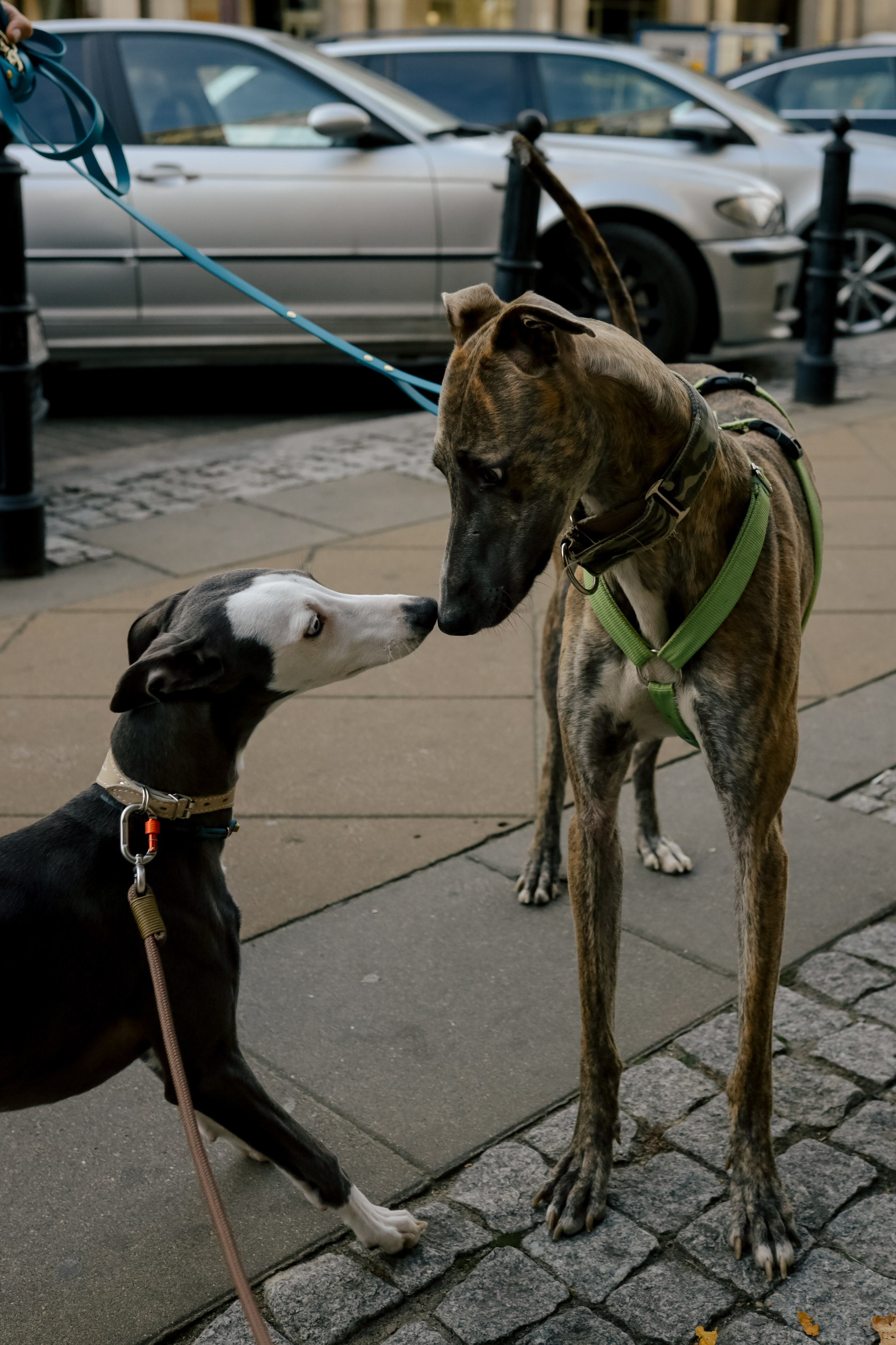Первая осень Йотуна. Свадебный и семейный фотограф в Варшаве