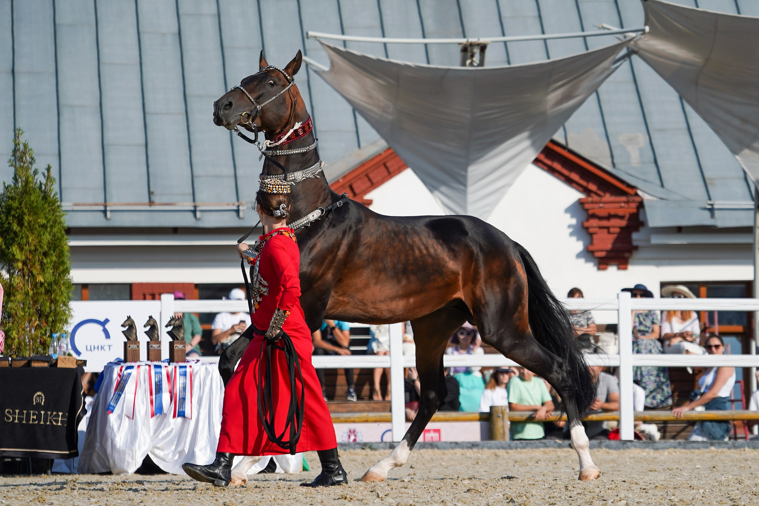 Чемпионат лошадей чистокровной ахалтекинской породы «КУБОК РОССИИ — 2024». Фотограф-анималист, портретный фотограф в Чебоксарах Мария Садыкова