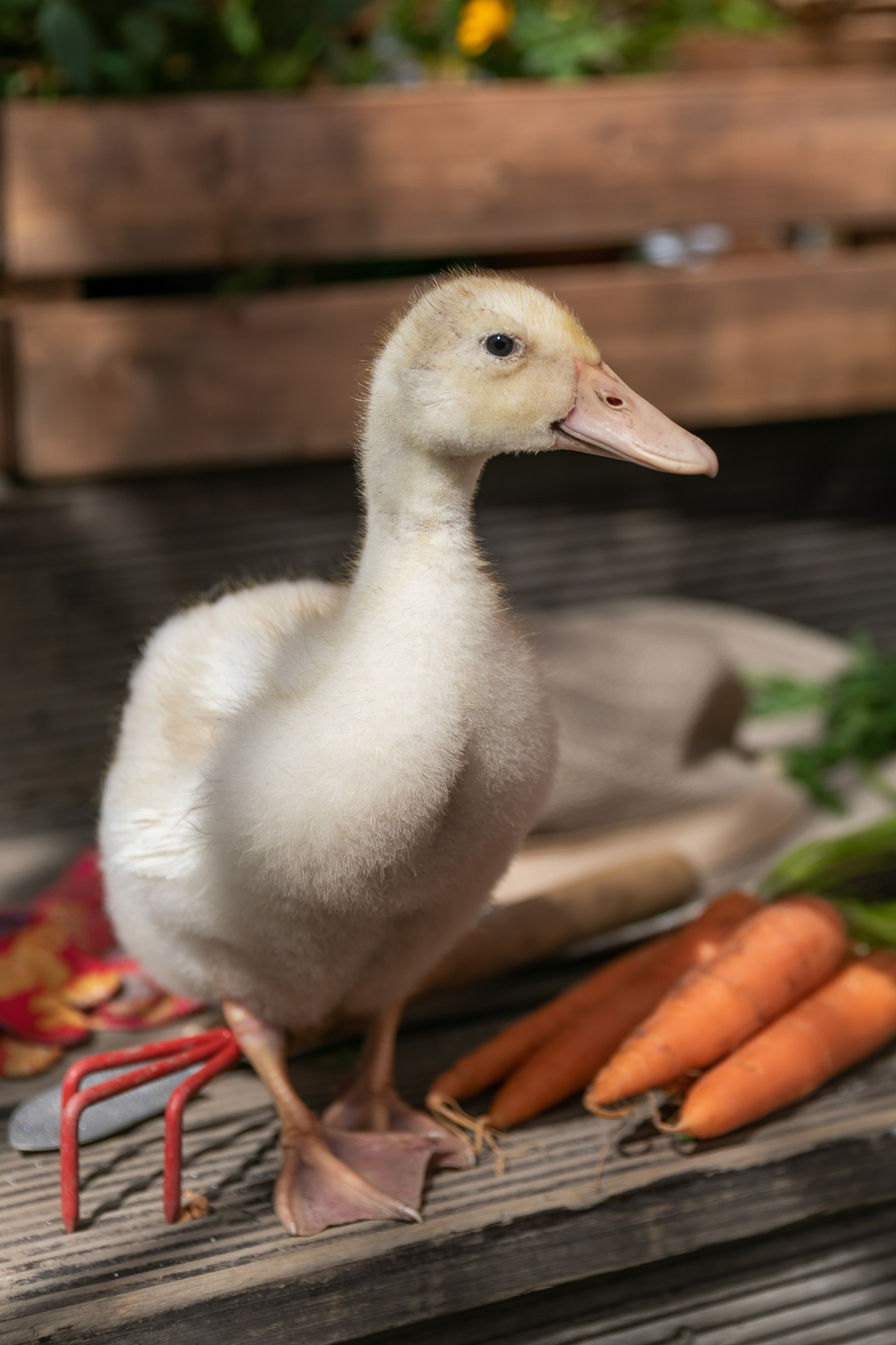 Съемка для проекта: Театрализованный ужин «Один летний день» в отеле Wawelberg. NesterovaMaria.ru