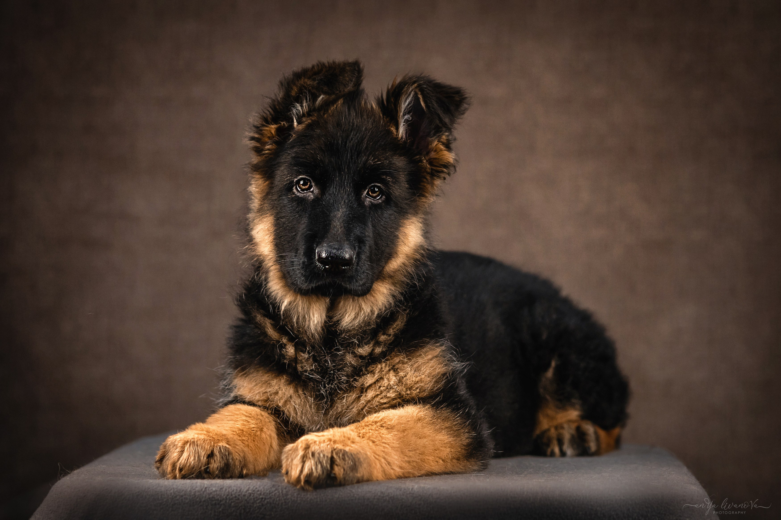 Овчарята. Фотограф анималист Аня Ливанова | Рыбинск