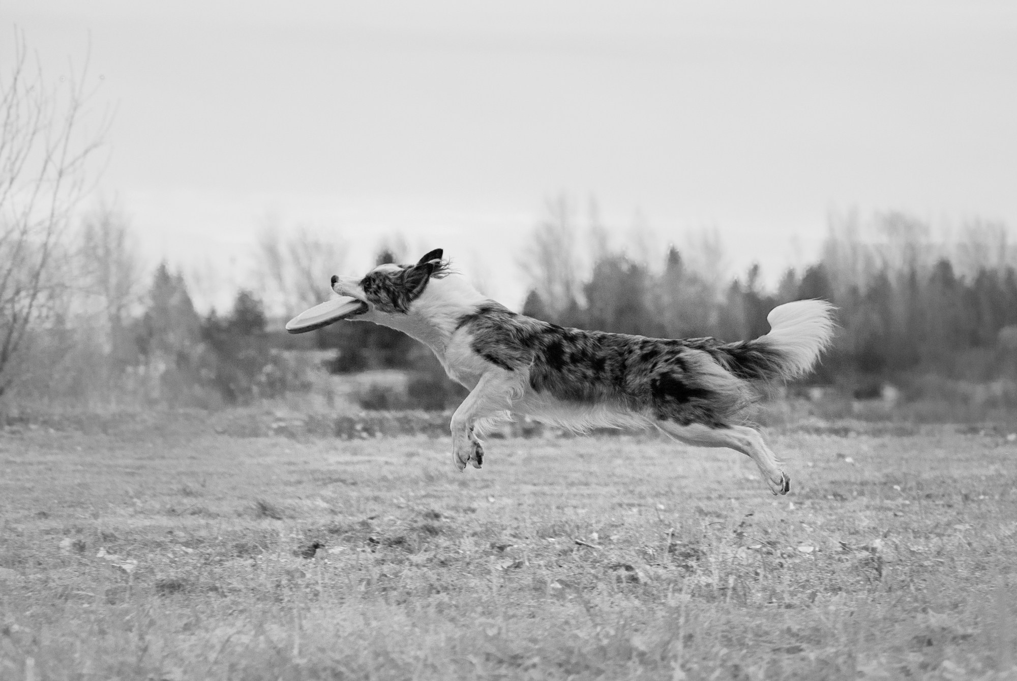 Лисса. Фотограф в Тюмени Лизавета Сапицкая