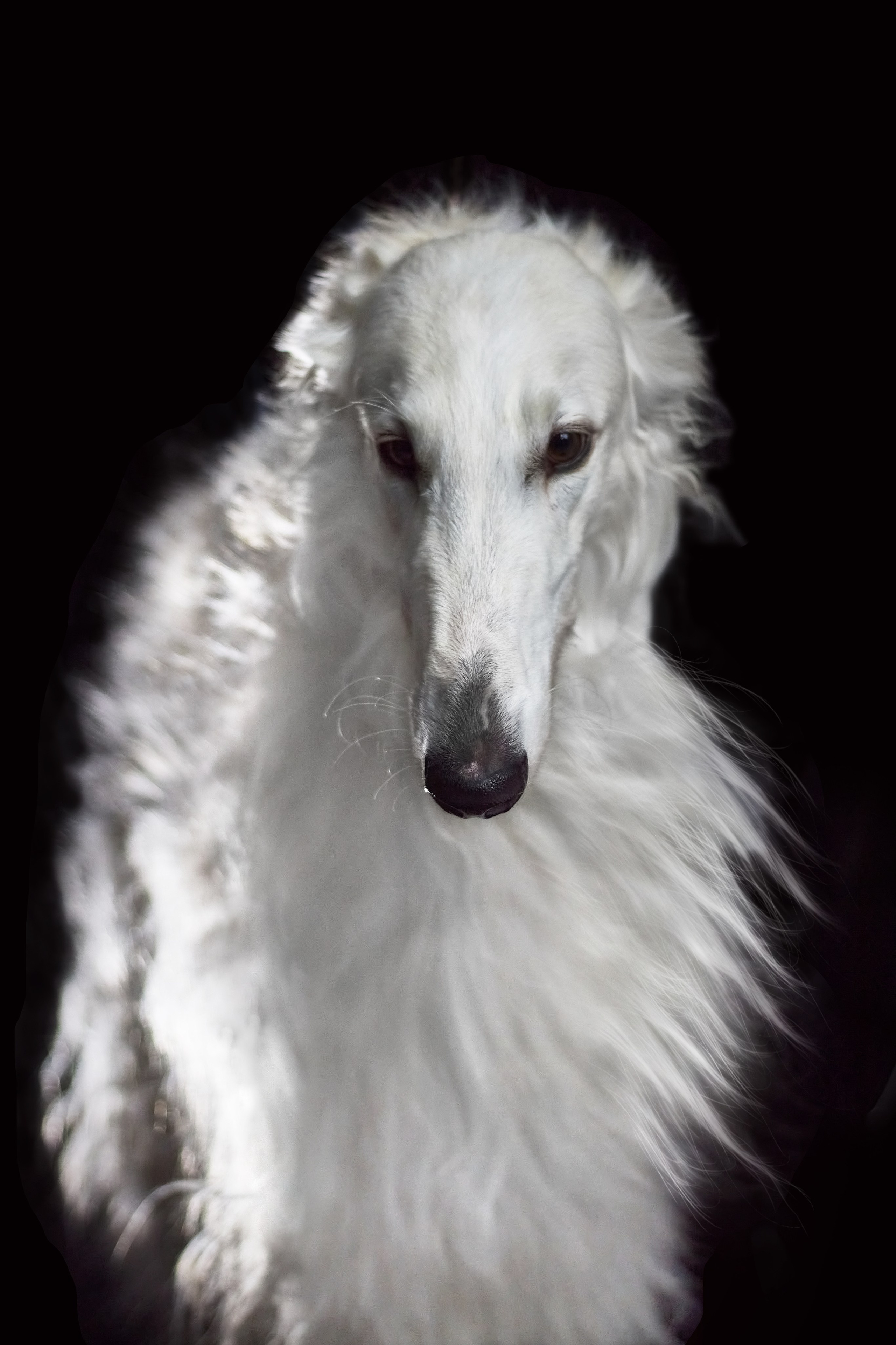 Фотосессия с животными. Фотограф анималист — Тула, Москва