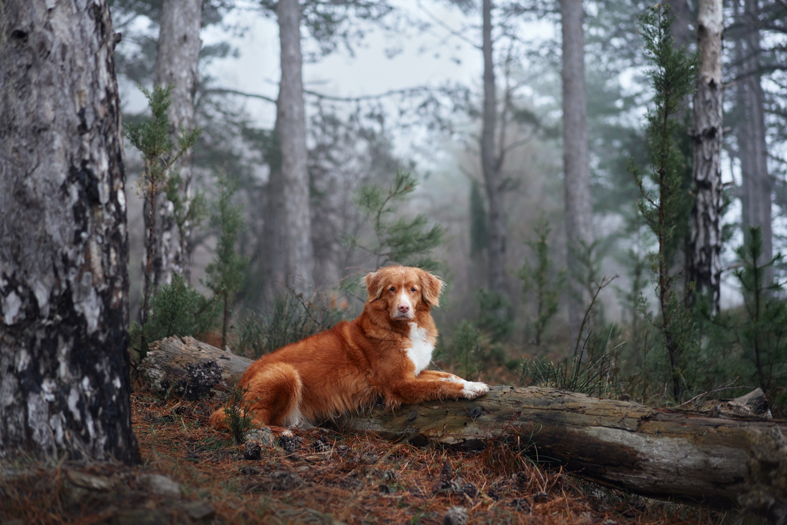 Photo of dogs in nature. landscape with dog. Dog photographer Averianova Anna — Art photography of dogs
