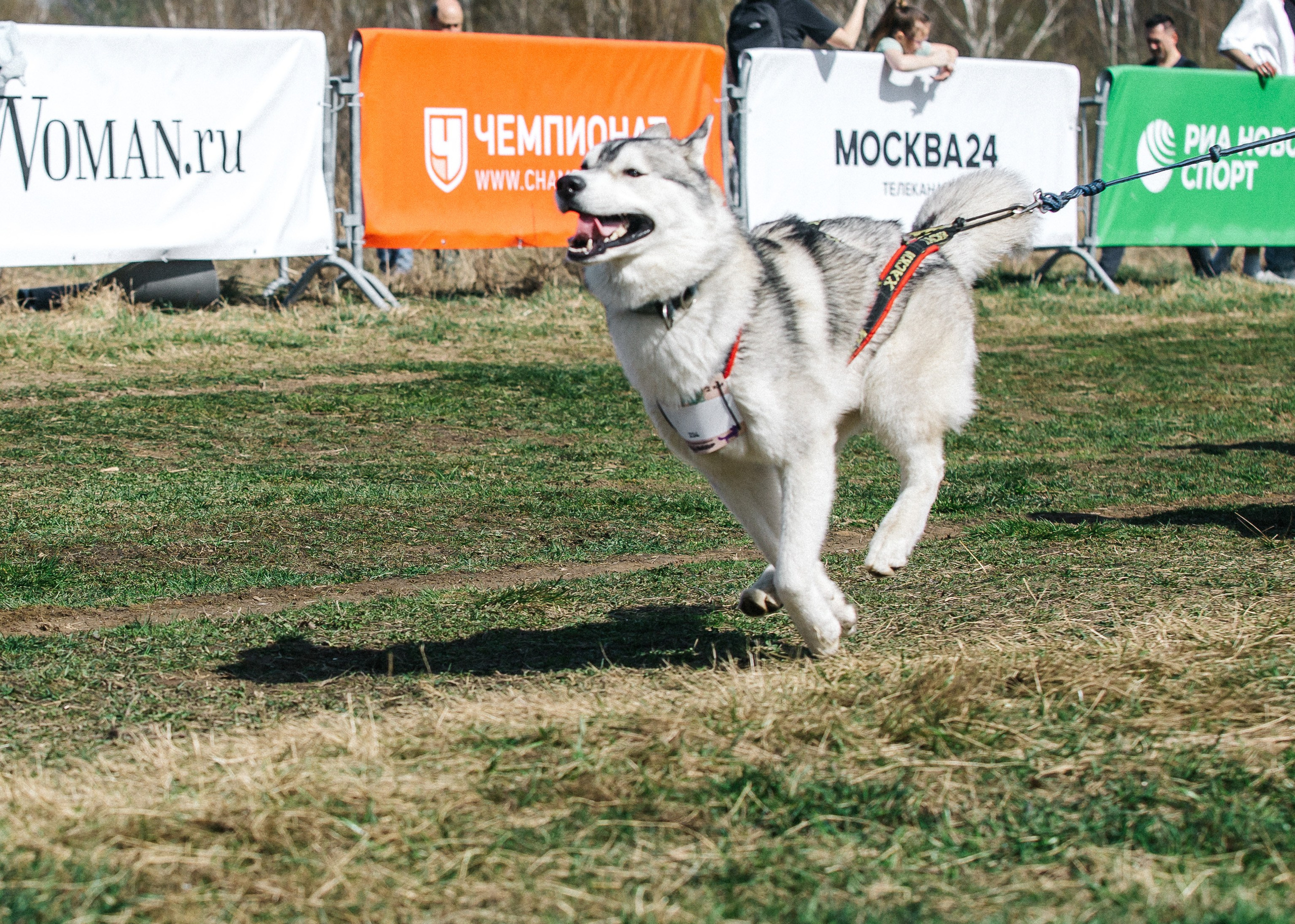 Кросс «Быстрый пёс» 2025. Репортажный фотограф в Москве