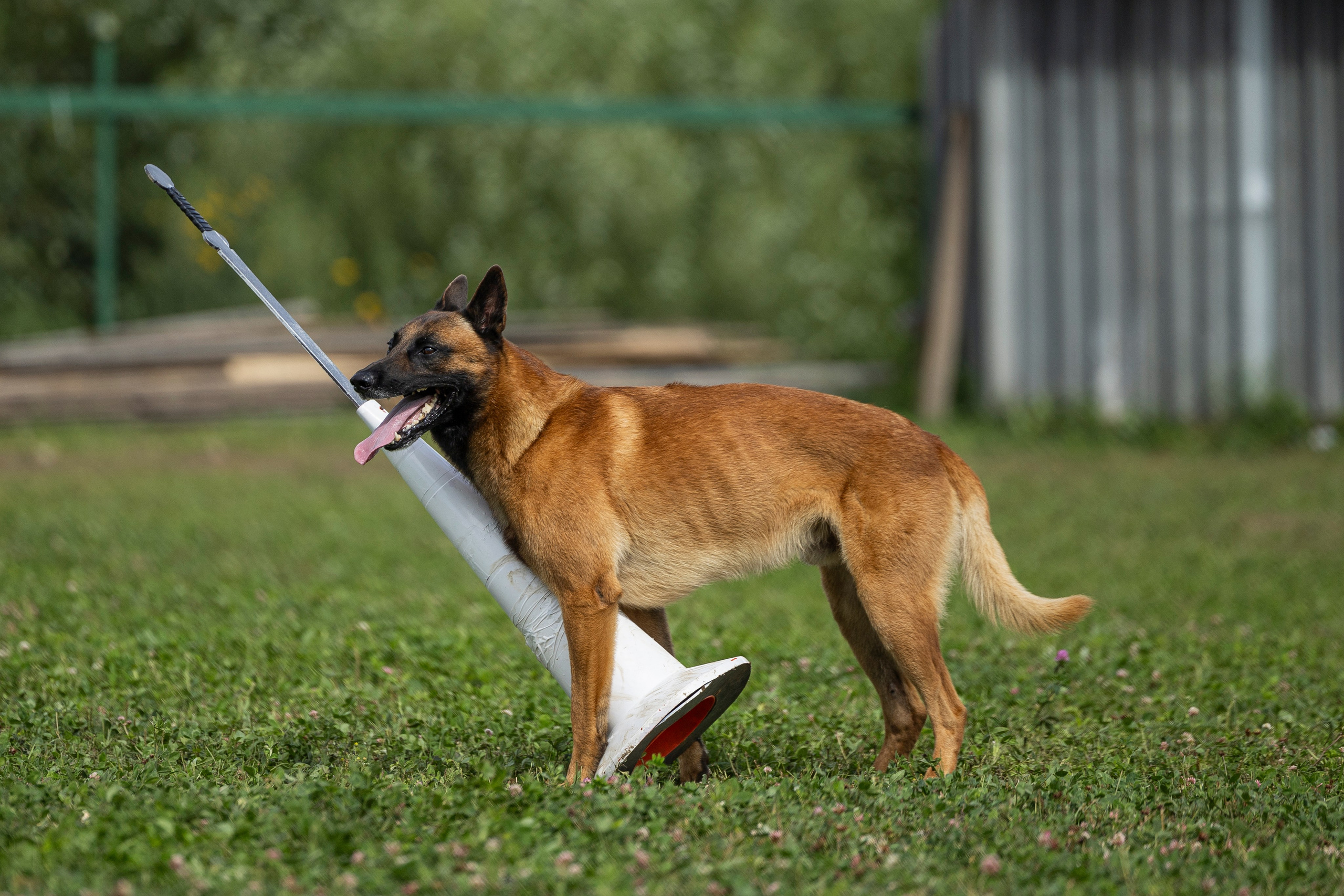 Соревнования по Мондьорингу г. Вологда 10-11.08.2024. Фотограф-анималист Анна Маринич