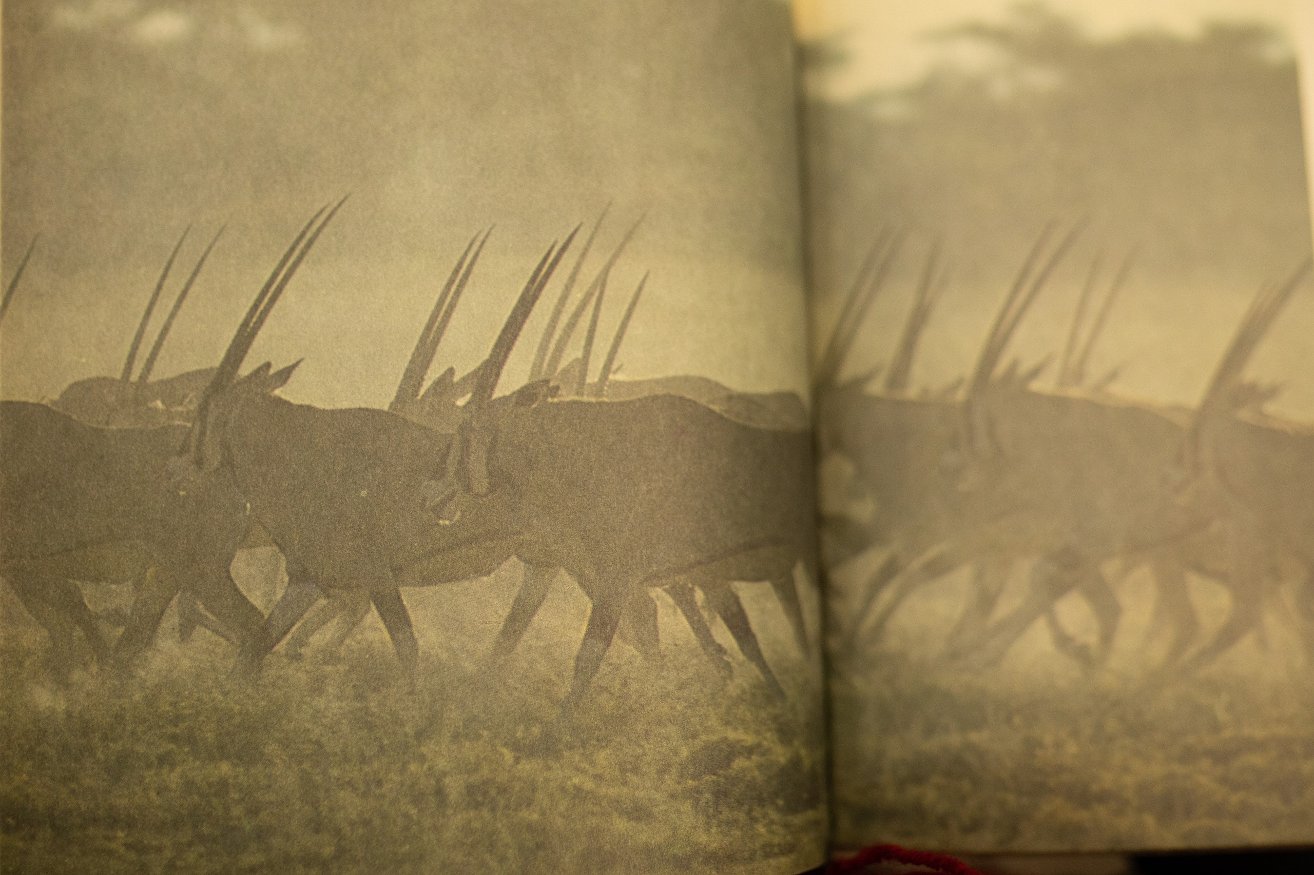 Вета. Женский семейный фотограф Тула Москва Захарова Анна