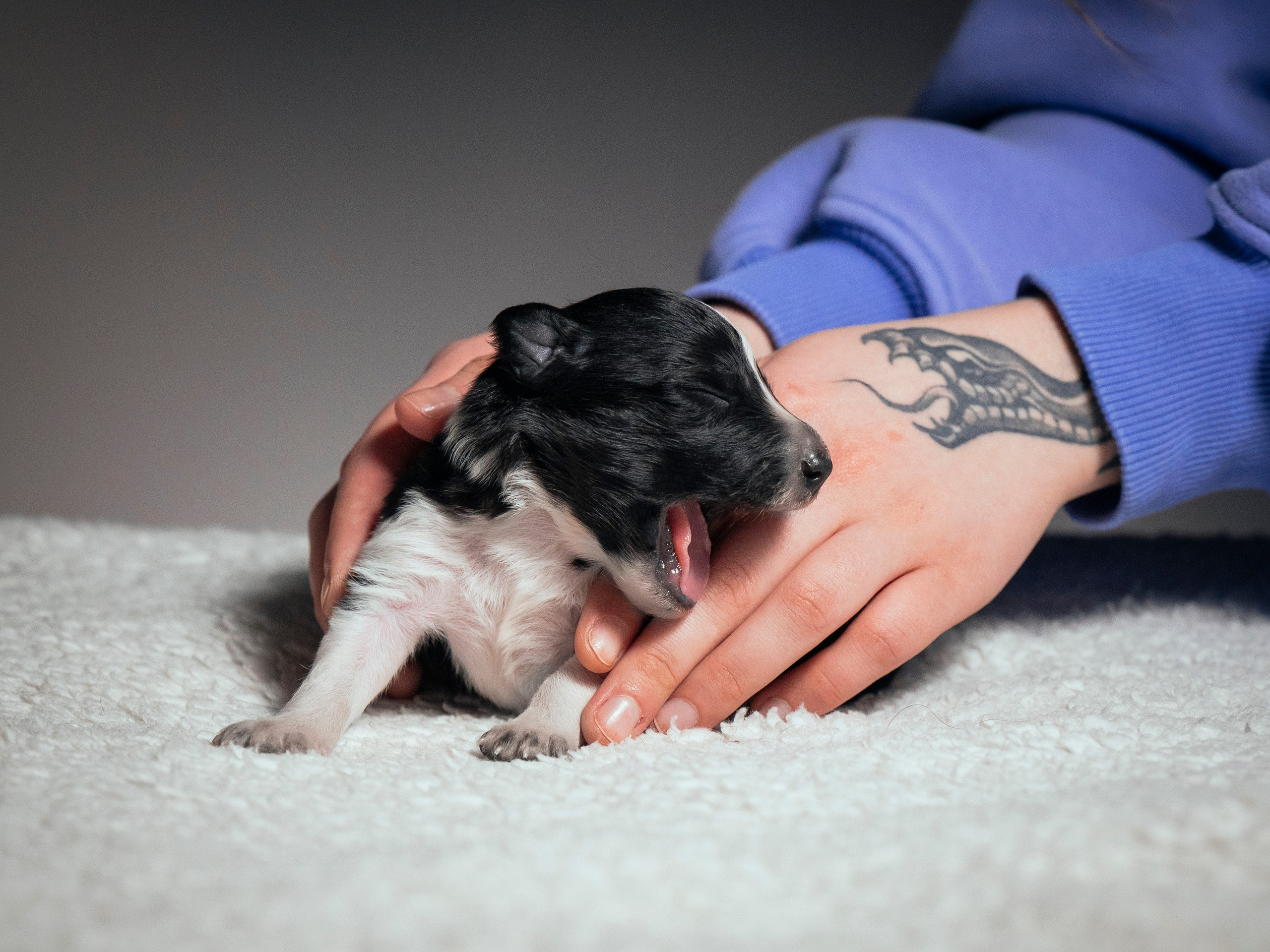 Бордер колли. Семейный фотограф анималист Ананьева Мария — Москва