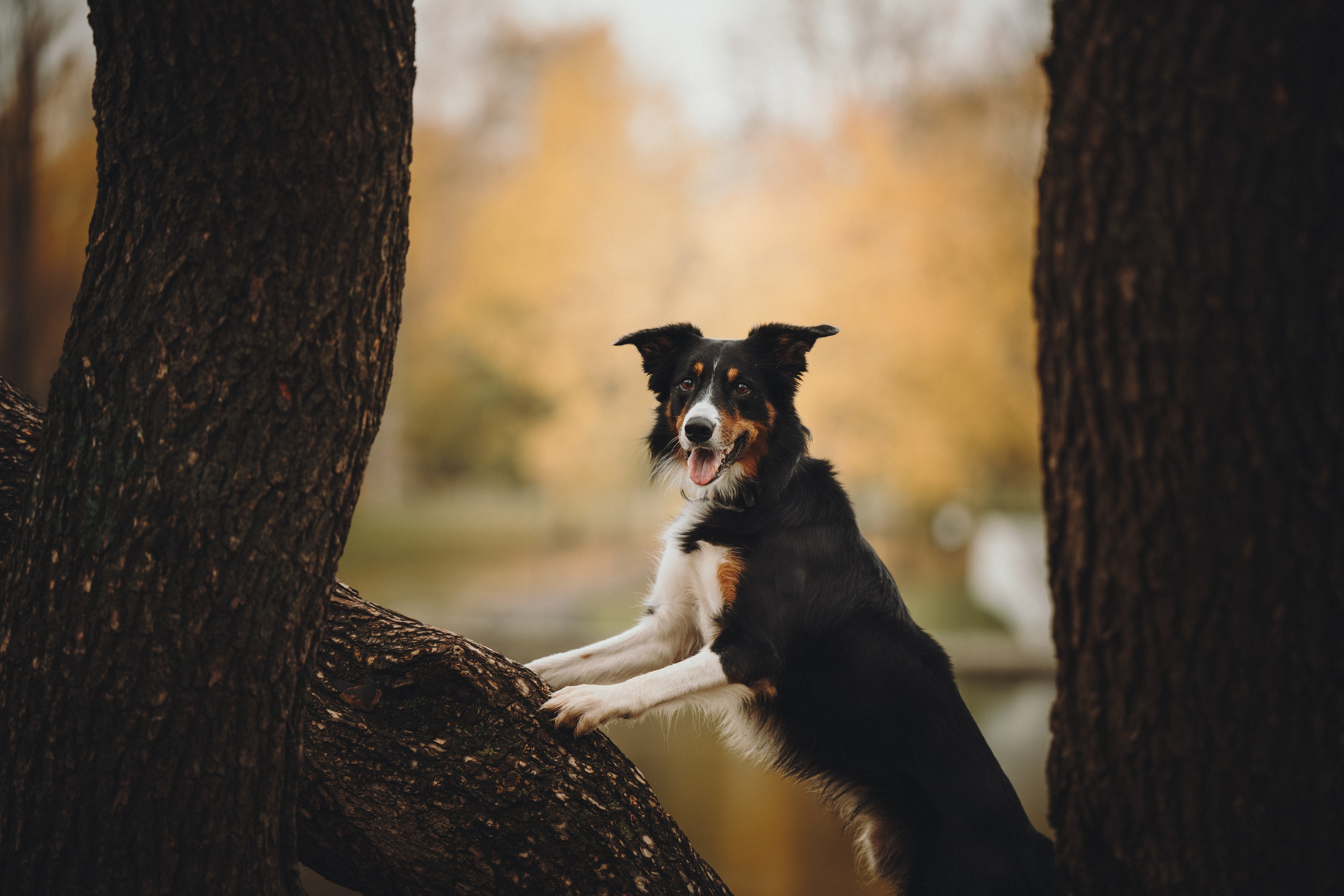 Аня, Оскар и Яр. Семейный фотограф анималист Ананьева Мария — Москва