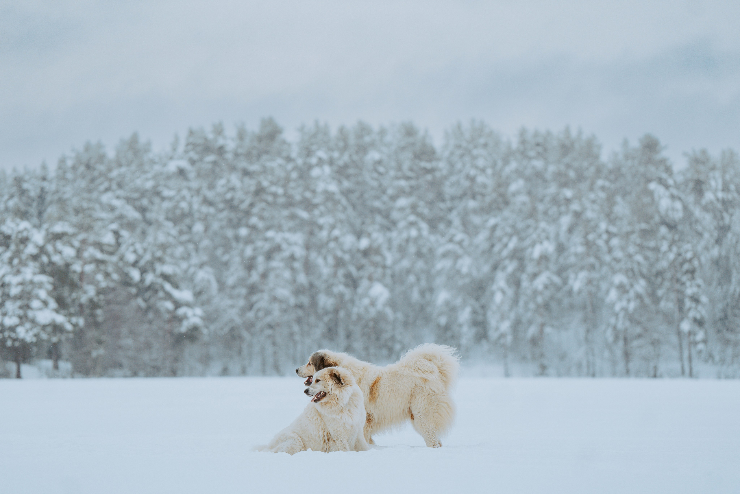 Фотограф питомцев в Санкт-Петербурге. Фотограф анималист в Спб недорого Олеся Майорова