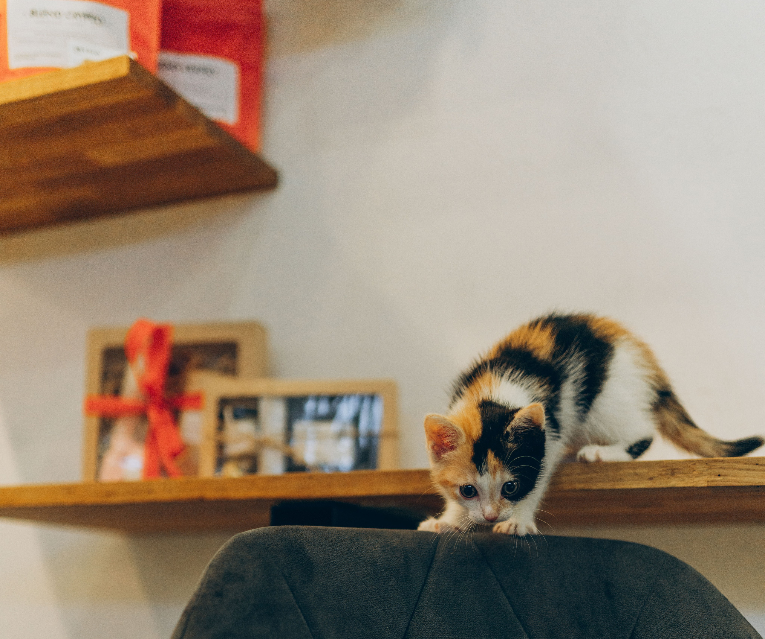 Соник. Фотограф анималист в Спб недорого Олеся Майорова