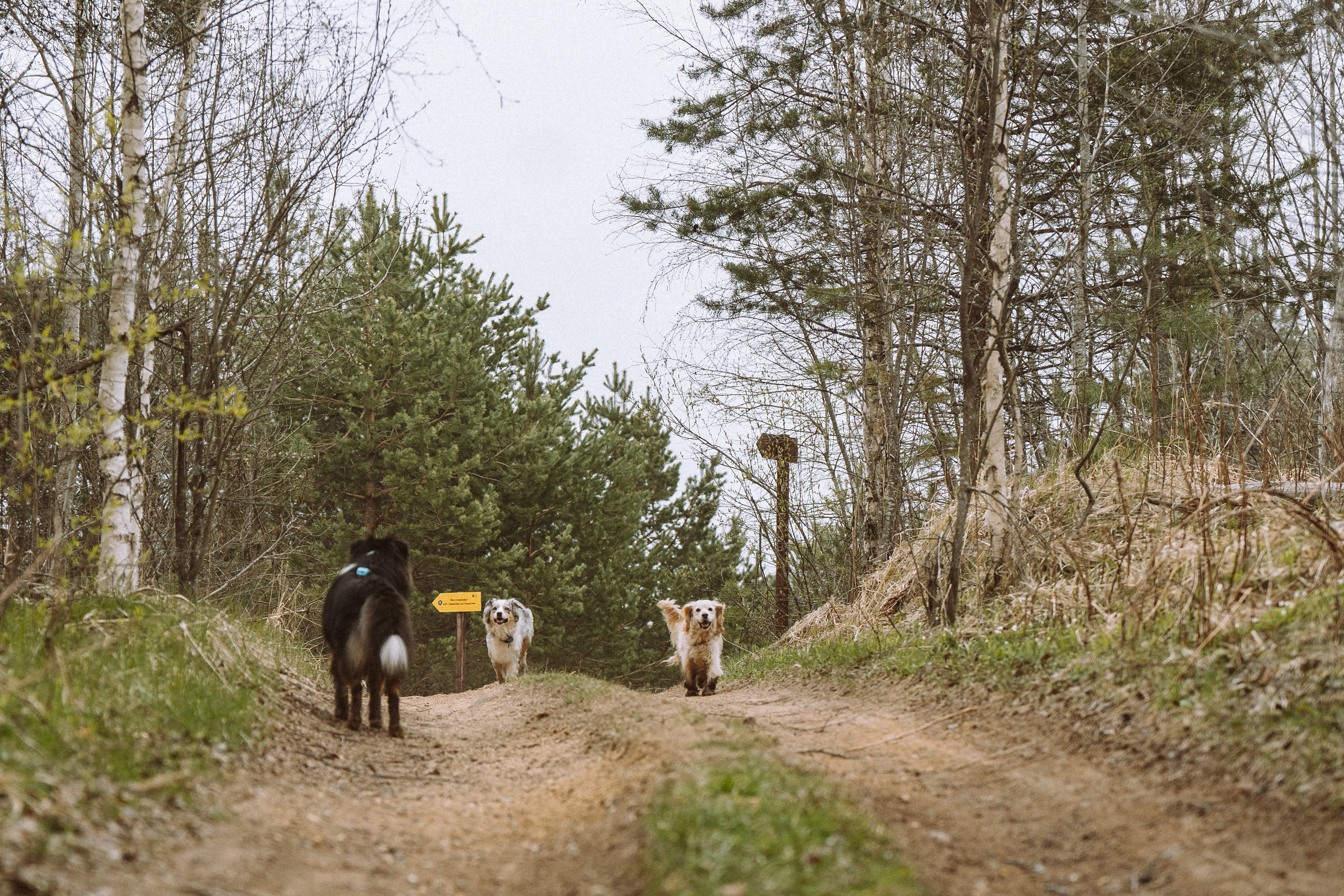 Дог трекинг к финскому хутору. Фотограф анималист в Спб недорого Олеся Майорова