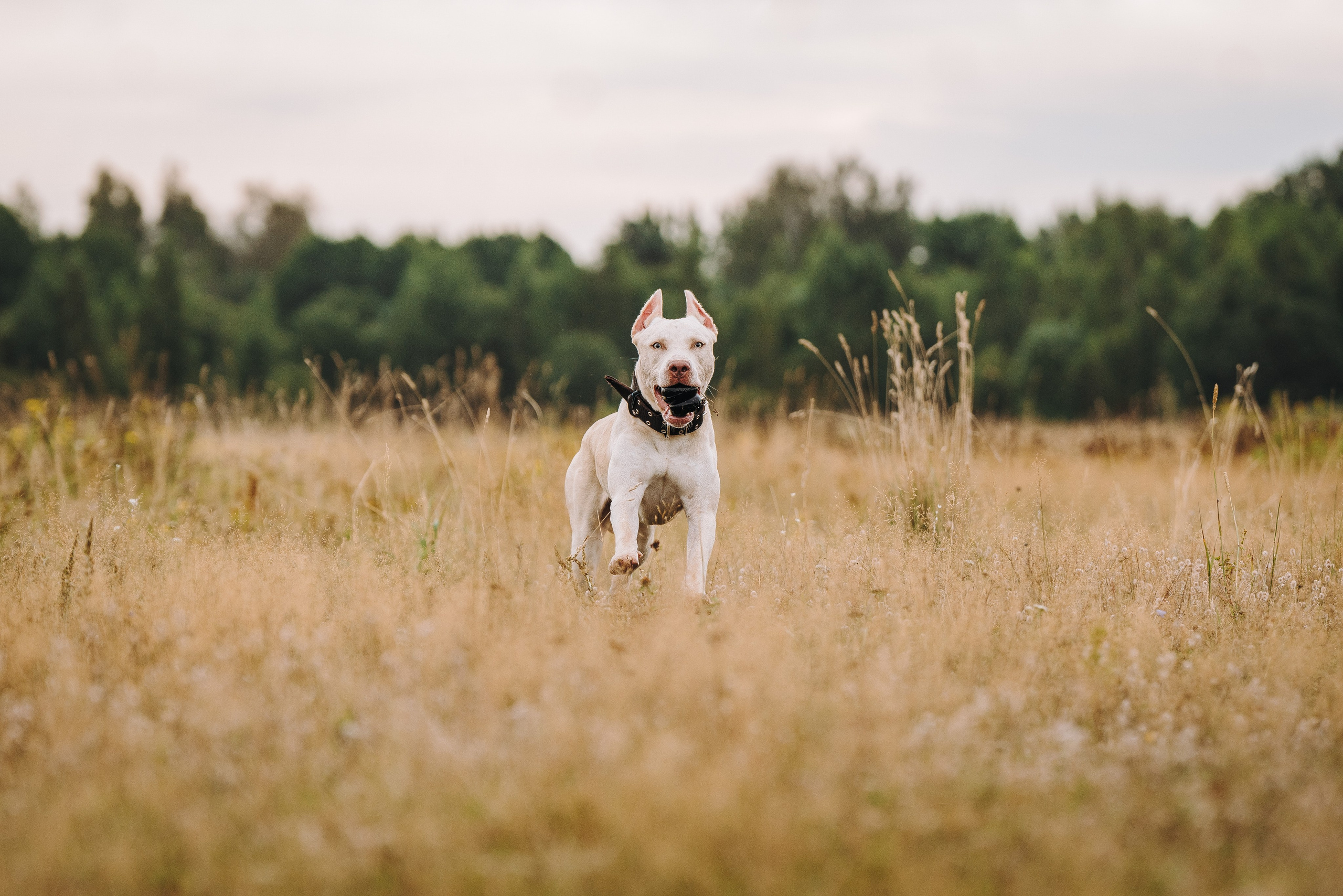 Оля и Гламур. Фотограф анималист в Спб недорого Олеся Майорова