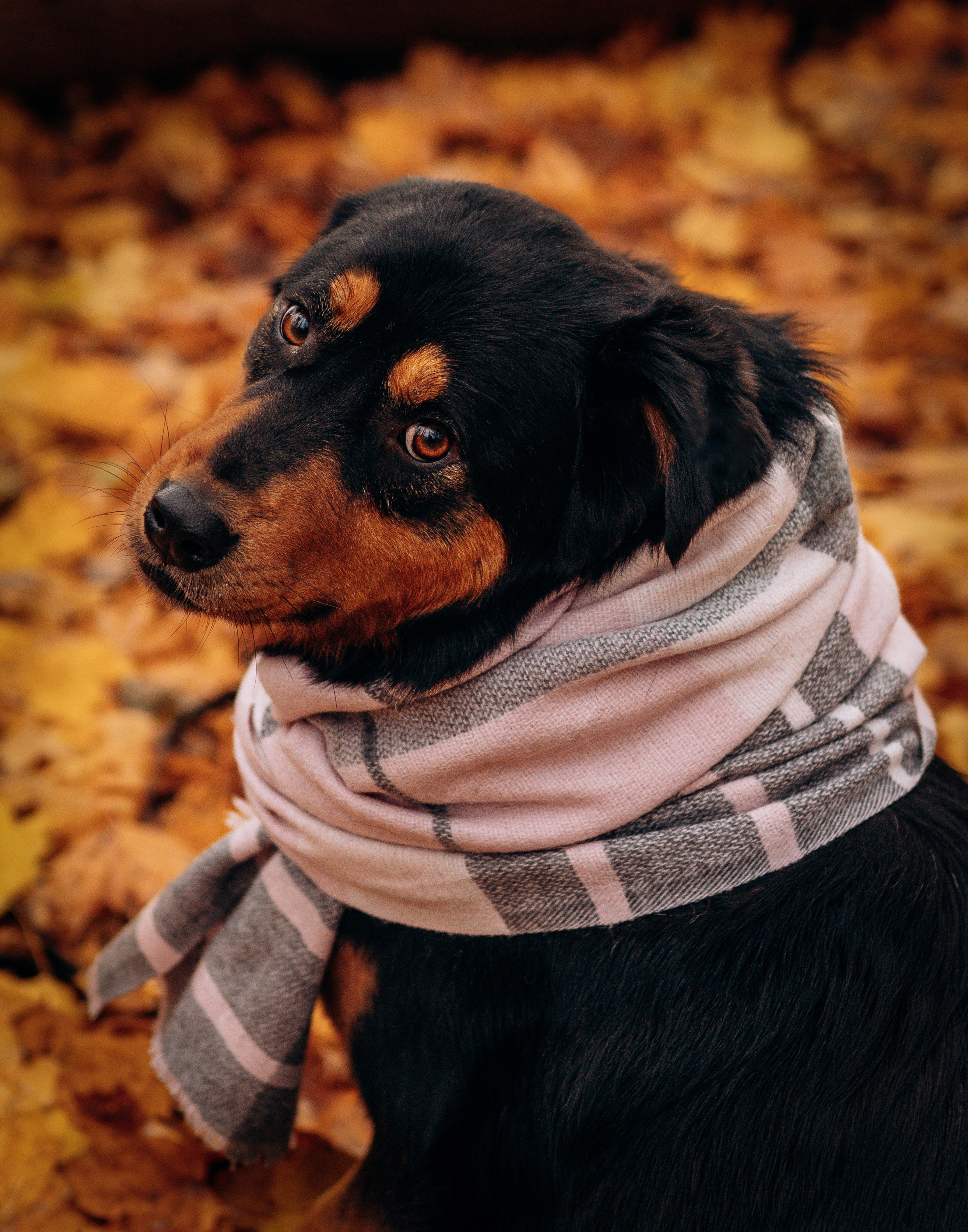 Глаша и Любовь. Фотограф анималист в Спб недорого Олеся Майорова