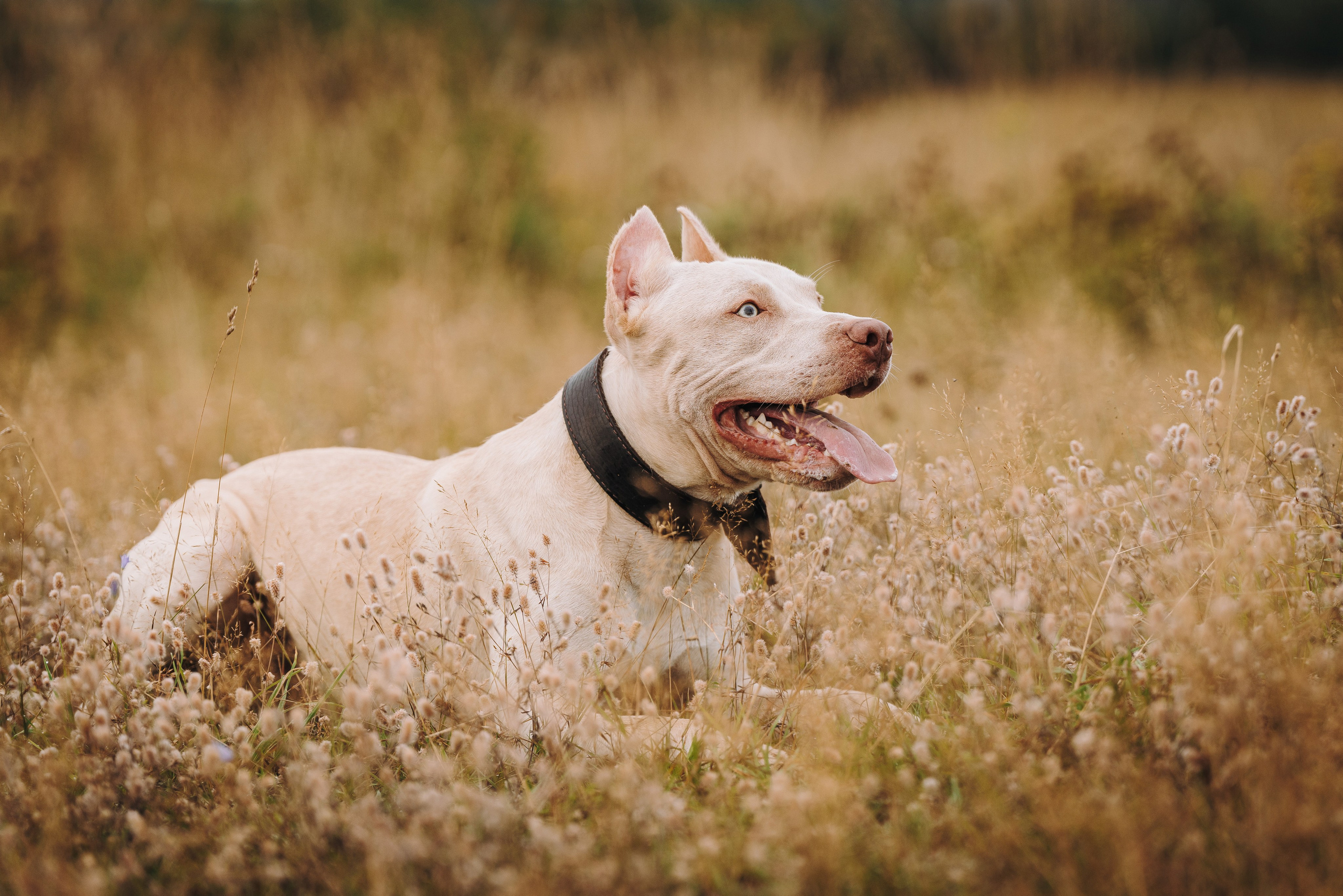Оля и Гламур. Фотограф анималист в Спб недорого Олеся Майорова