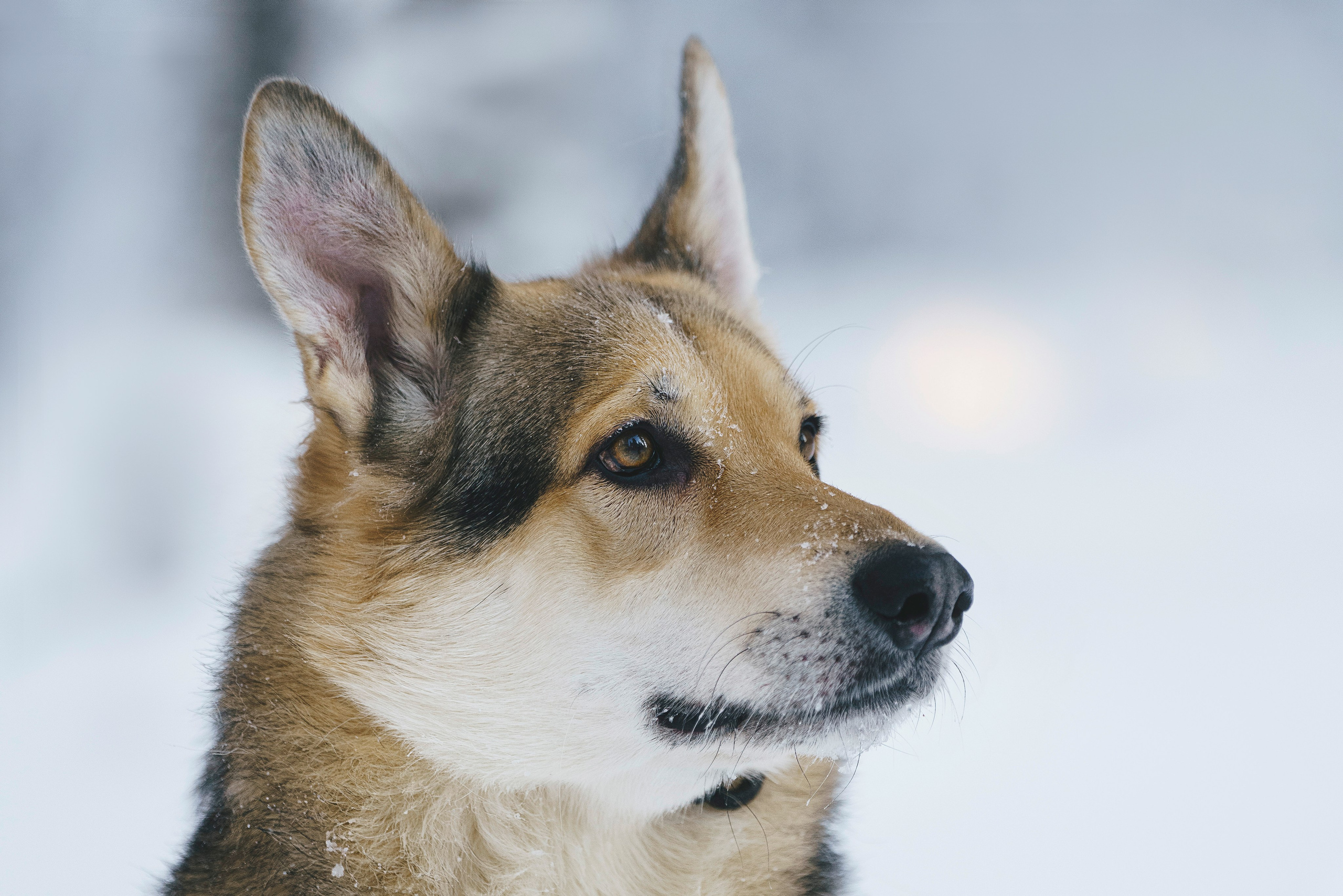 Рэй, Кузя, Ольга и Александр. Фотограф анималист в Спб недорого Олеся Майорова