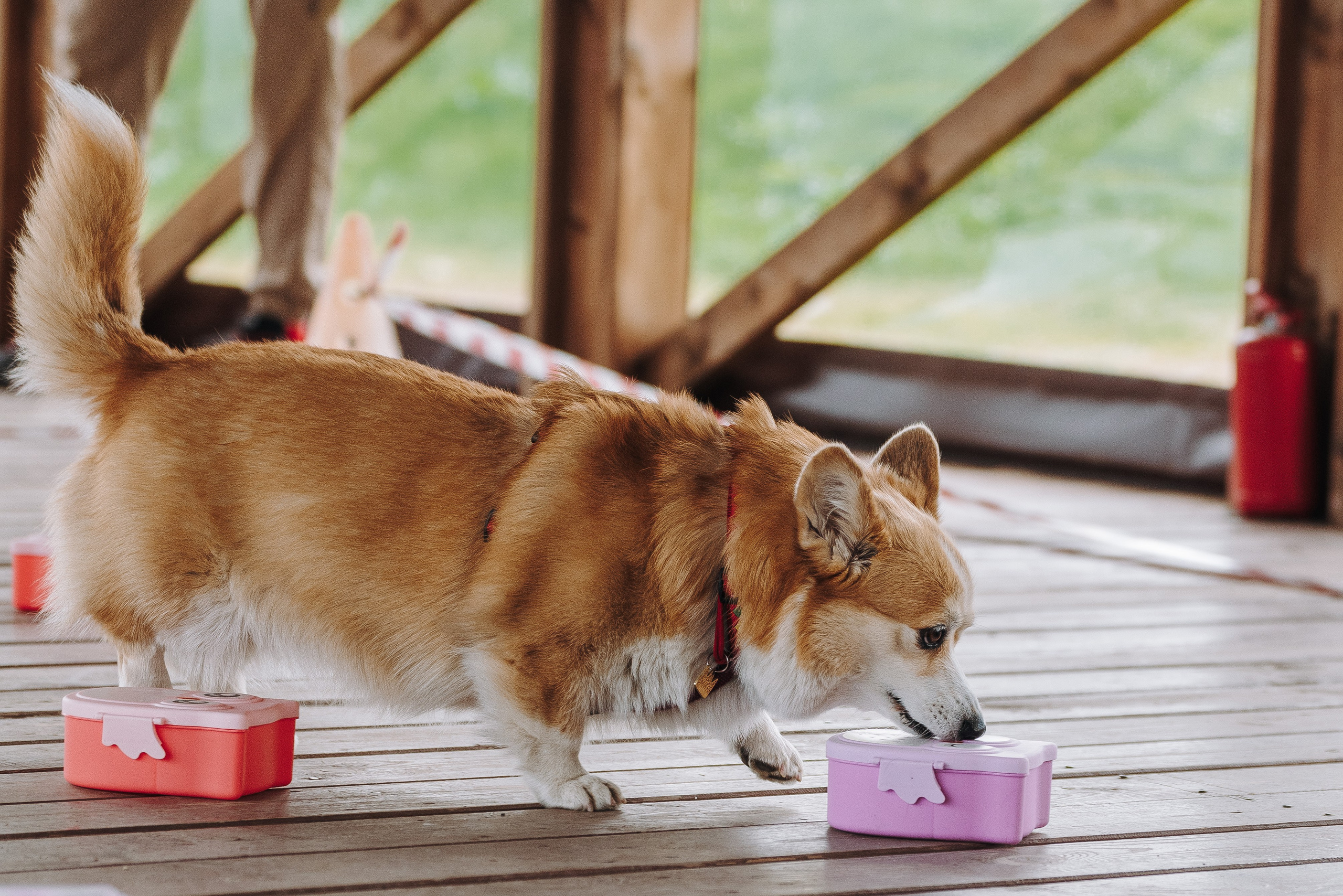 Соревнования по ноузворку в Лосево. Фотограф анималист в Спб недорого Олеся Майорова