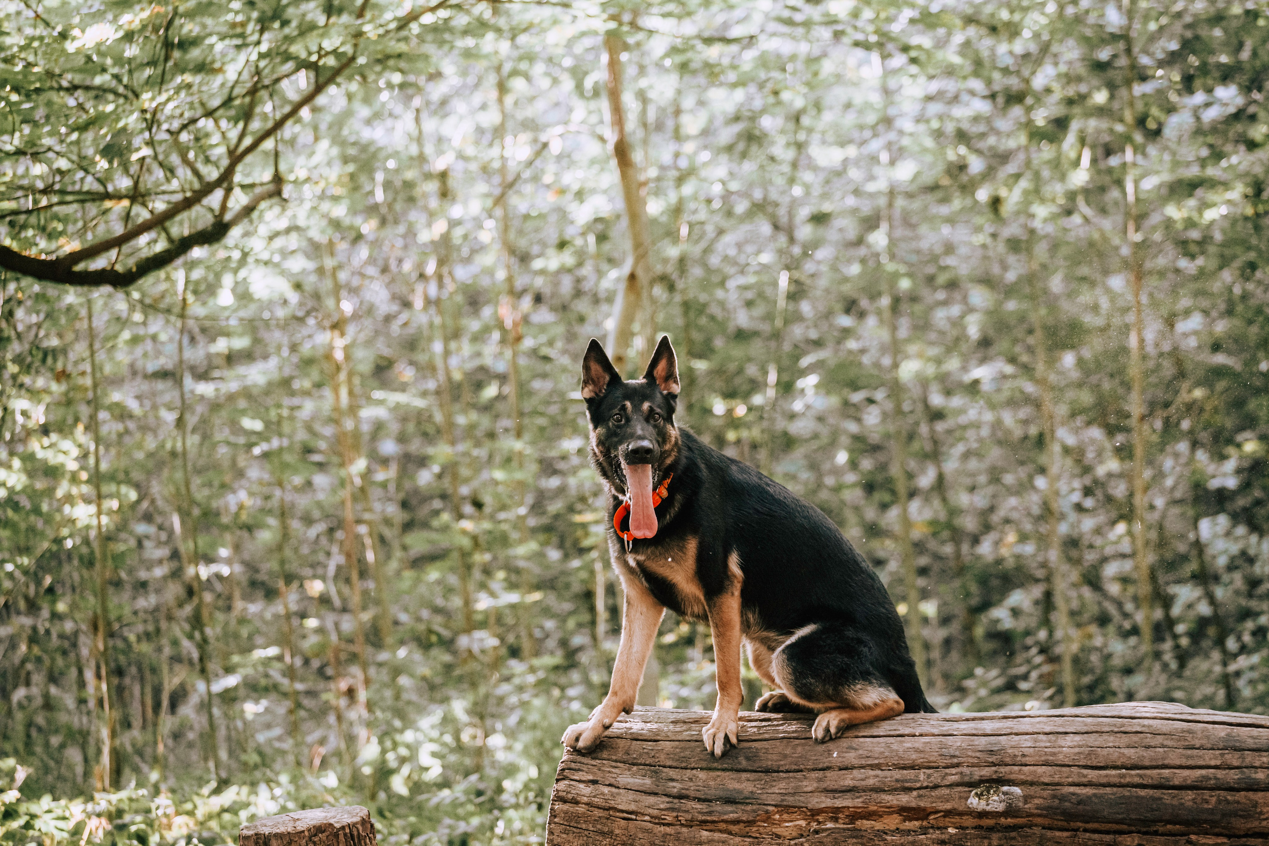 Илай. Фотограф-анималист Татьяна Степанова