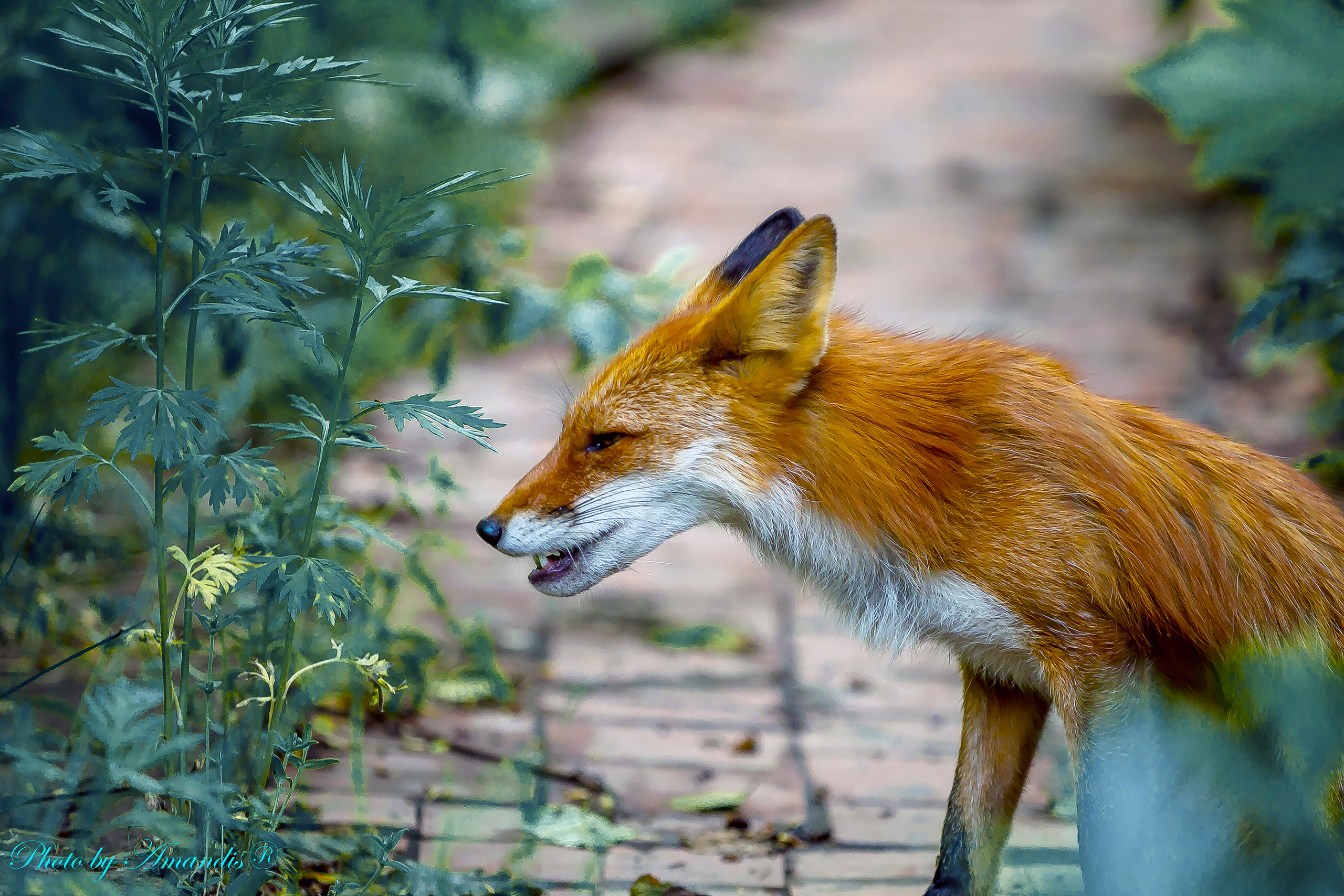 Камчатские лисы в естественной среде. Репортажная съемка в Москве и области. Анималистика