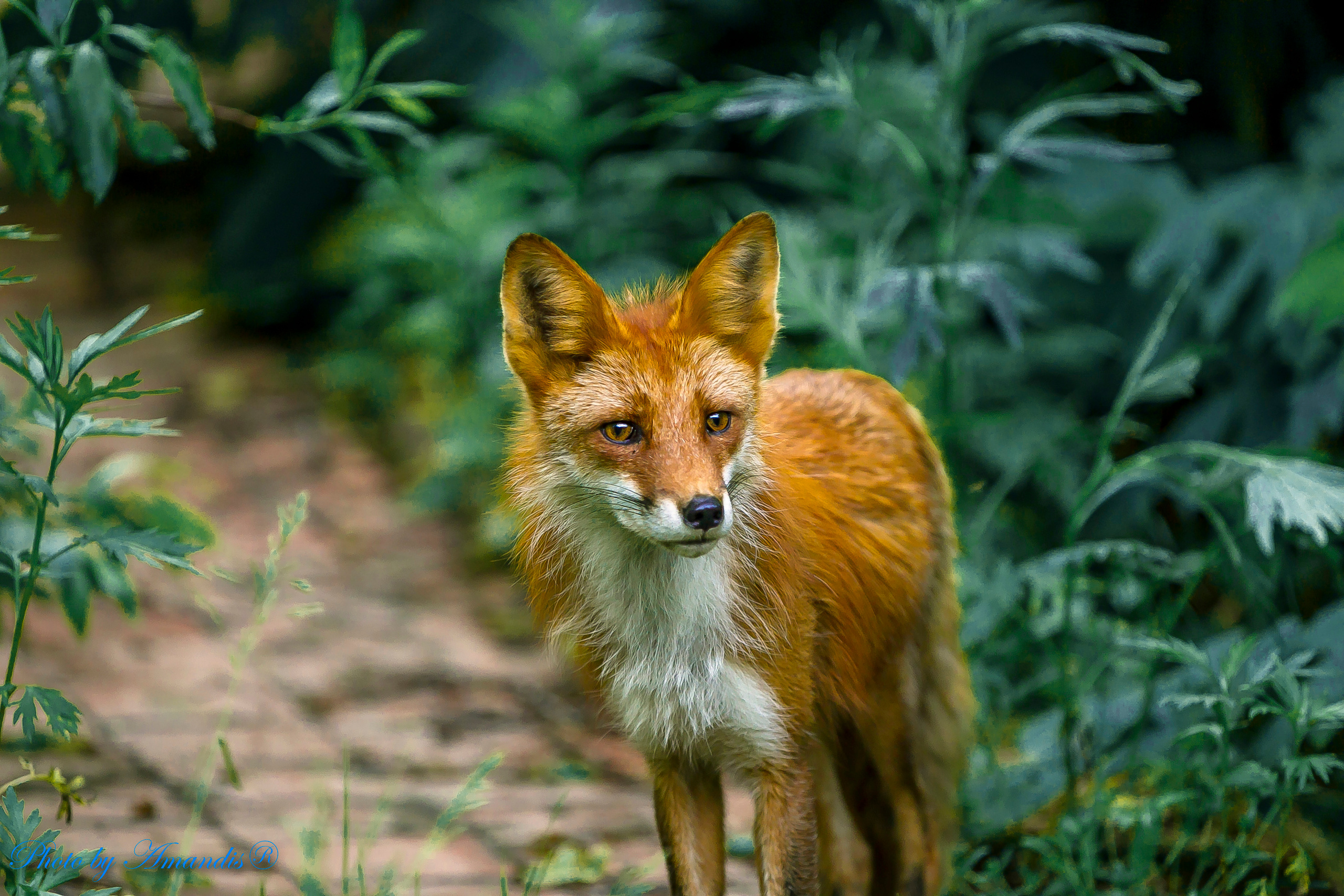 Камчатские лисы в естественной среде. Репортажная съемка в Москве и области. Анималистика