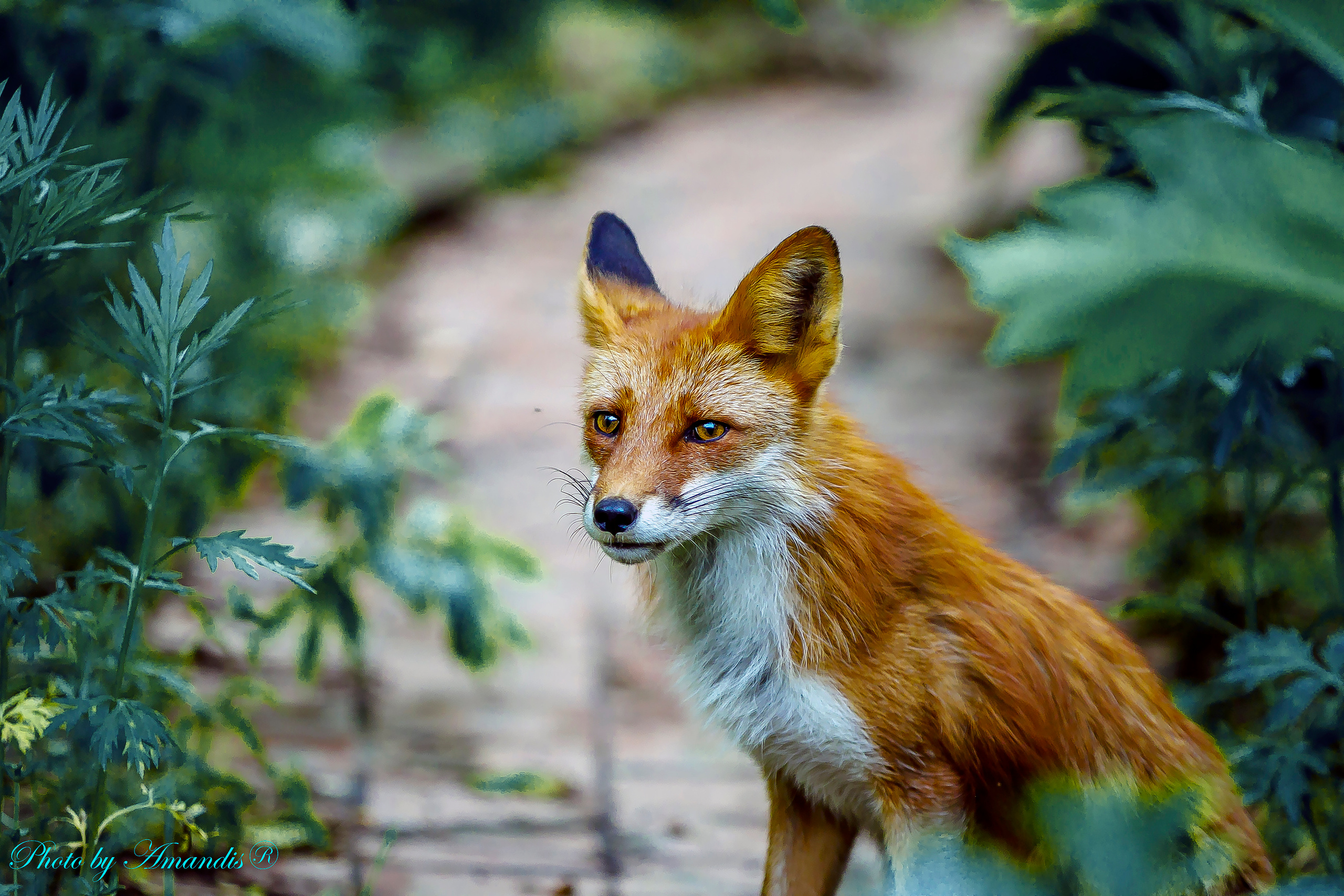 Камчатские лисы в естественной среде. Репортажная съемка в Москве и области. Анималистика