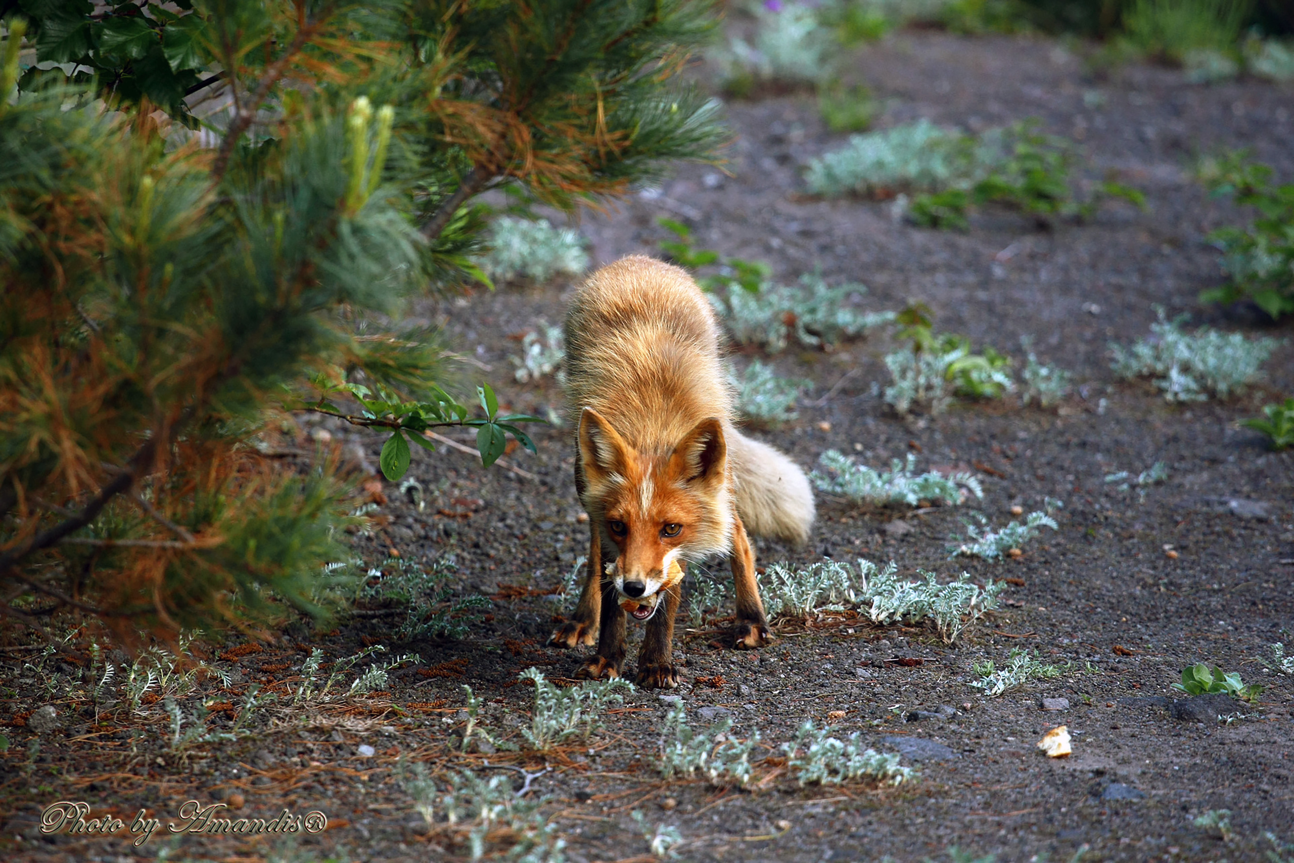 Камчатские лисы в естественной среде. Репортажная съемка в Москве и области. Анималистика